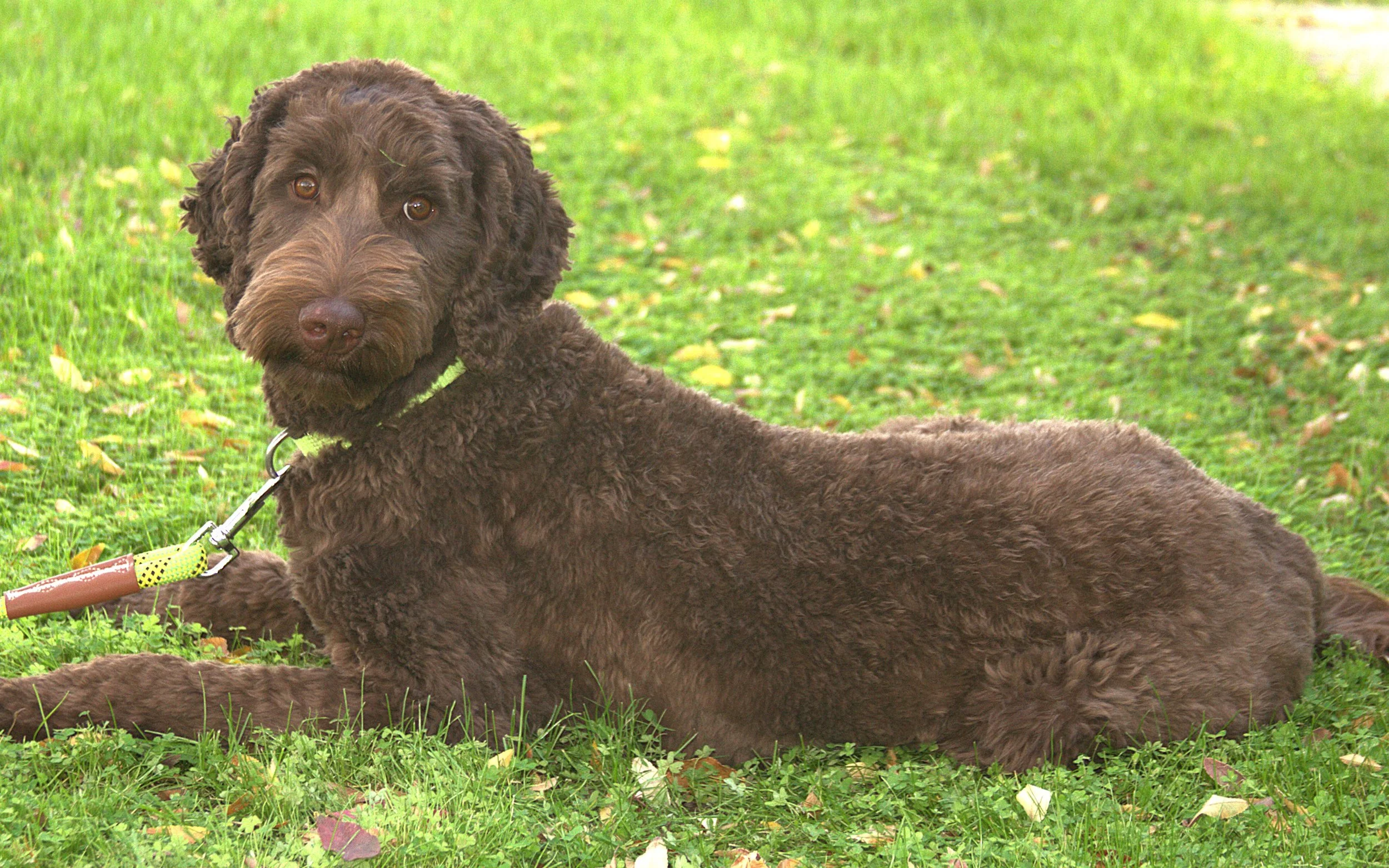 IMG_9907 Mickey lay OD 3.jpg