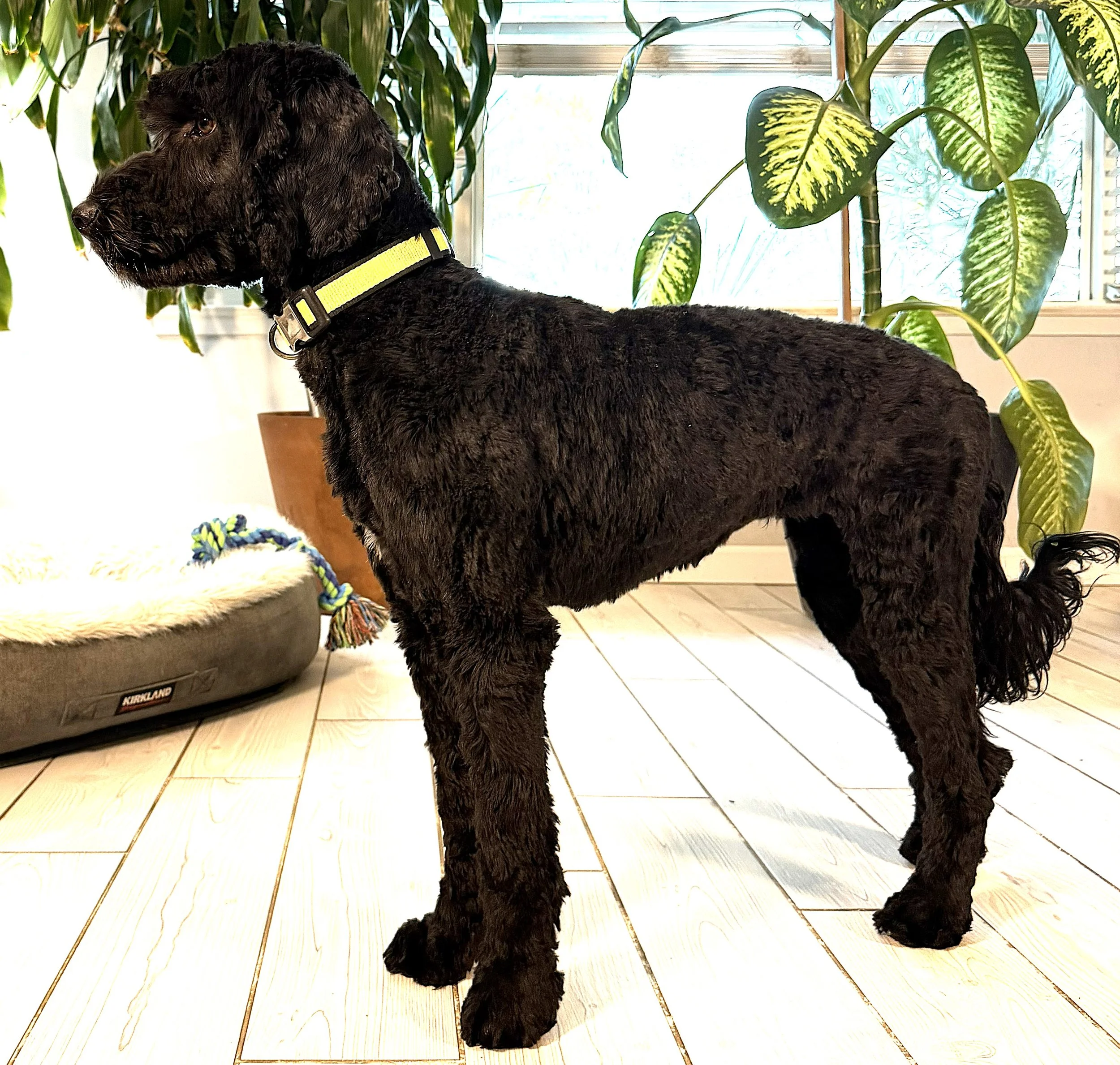 IMG_0773  lLilo stand 6A.jpg