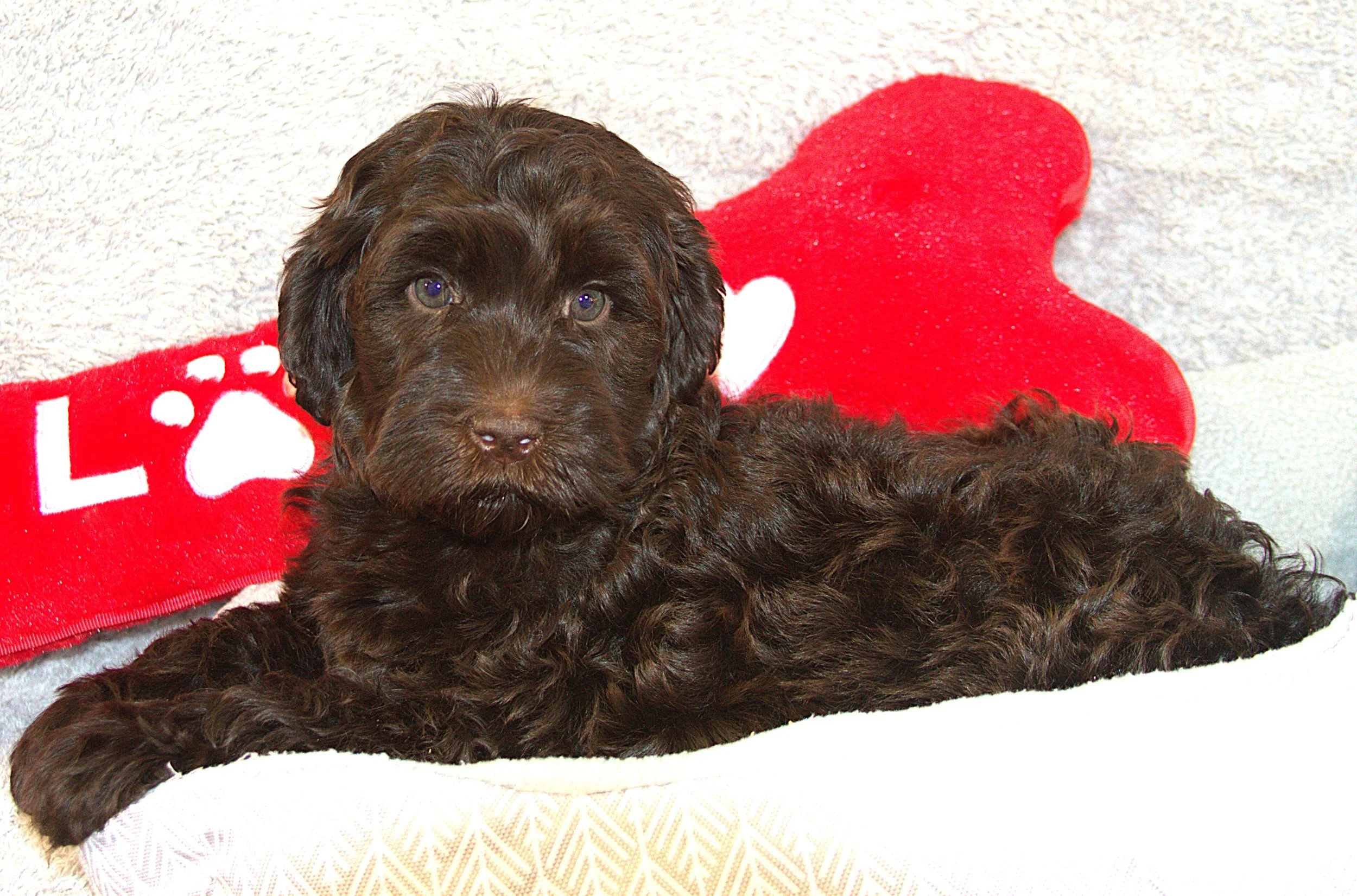 IMG_9634 Thor lay 3.jpg