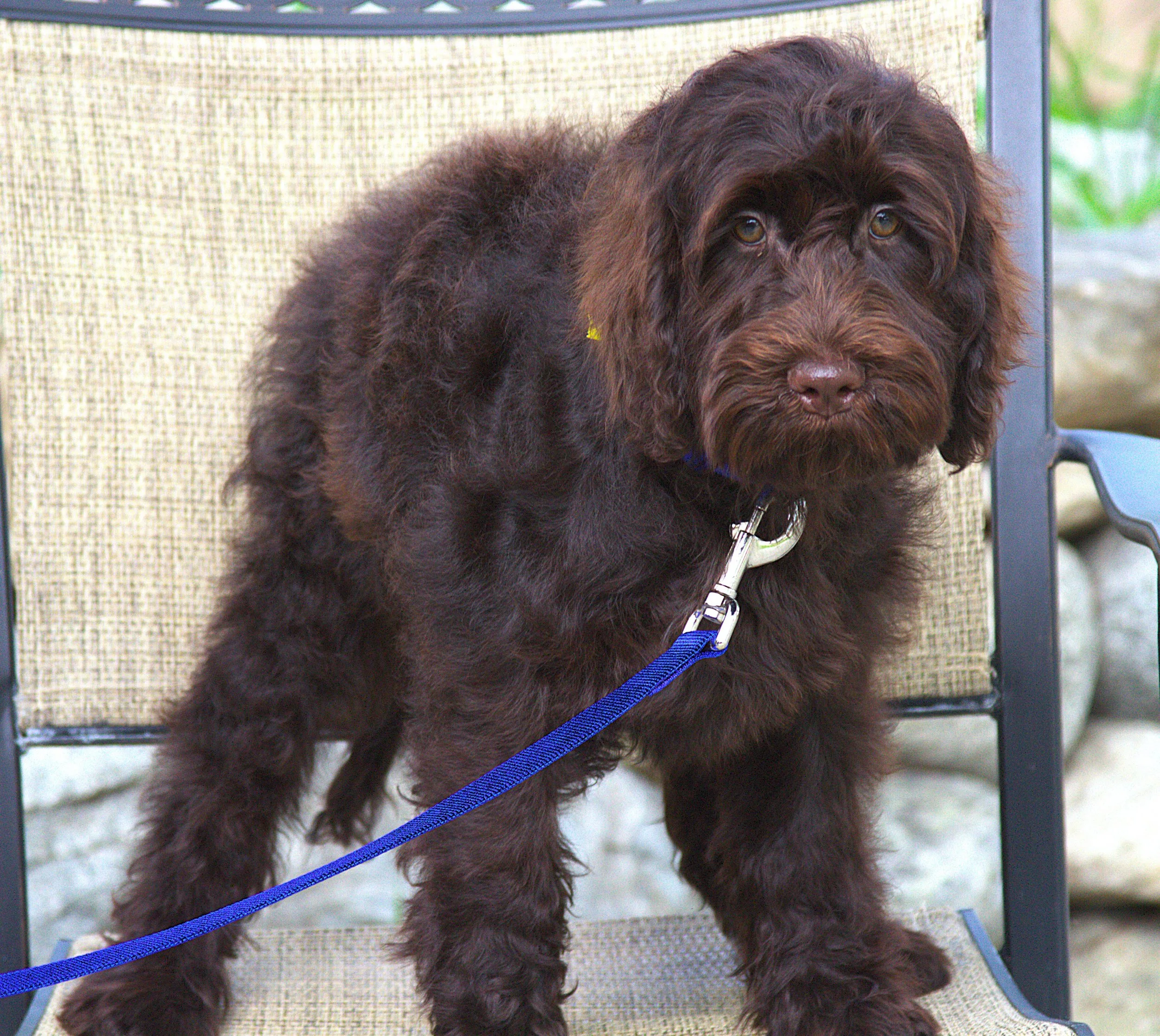 IMG_0229  Zooey 3.jpg