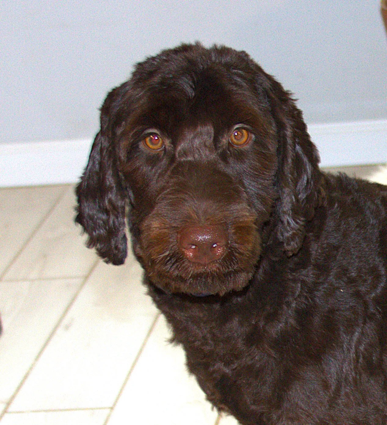 Thor at 8 weeks with fresh grooming