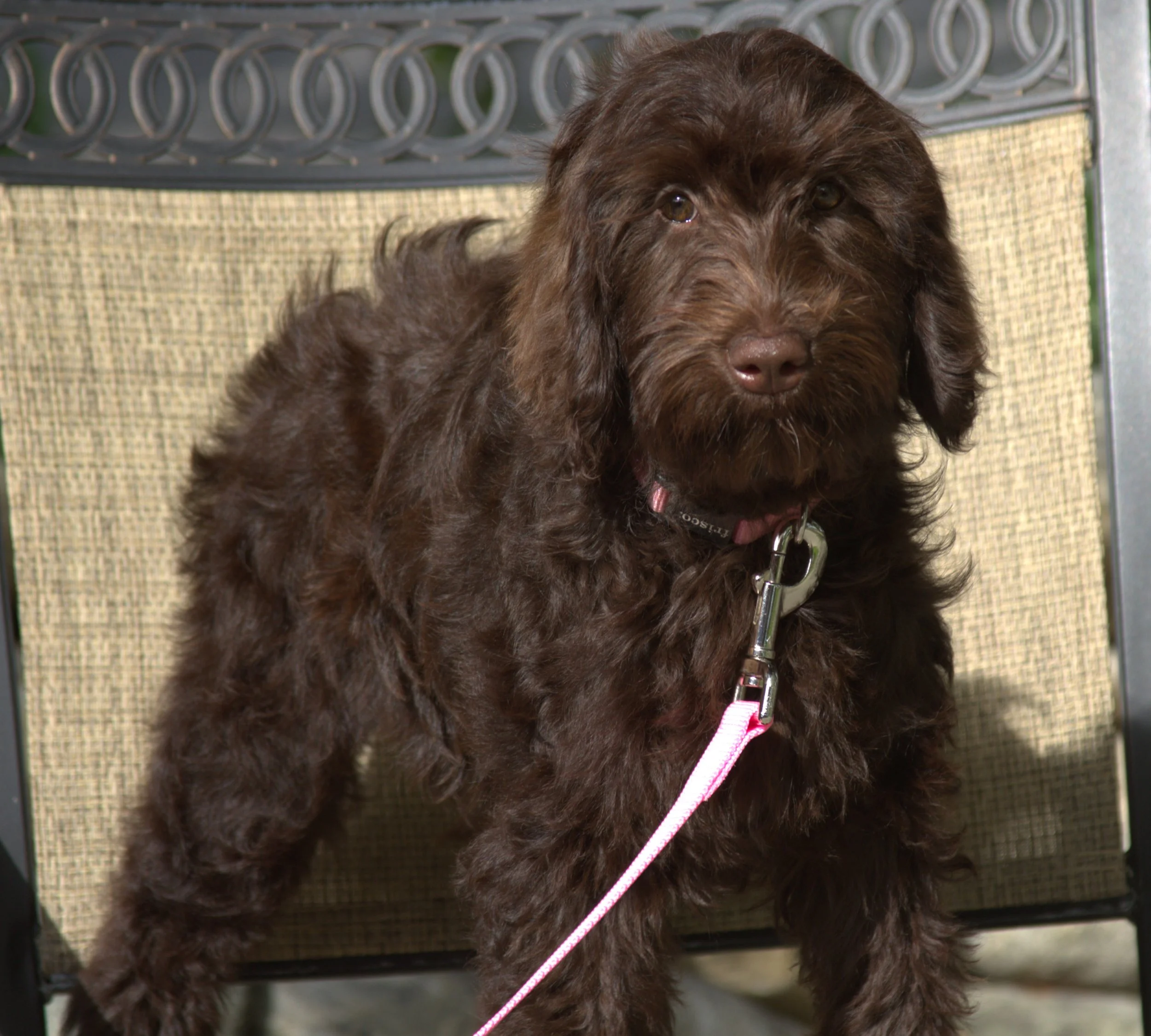 IMG_0205 Zooey 5.jpg