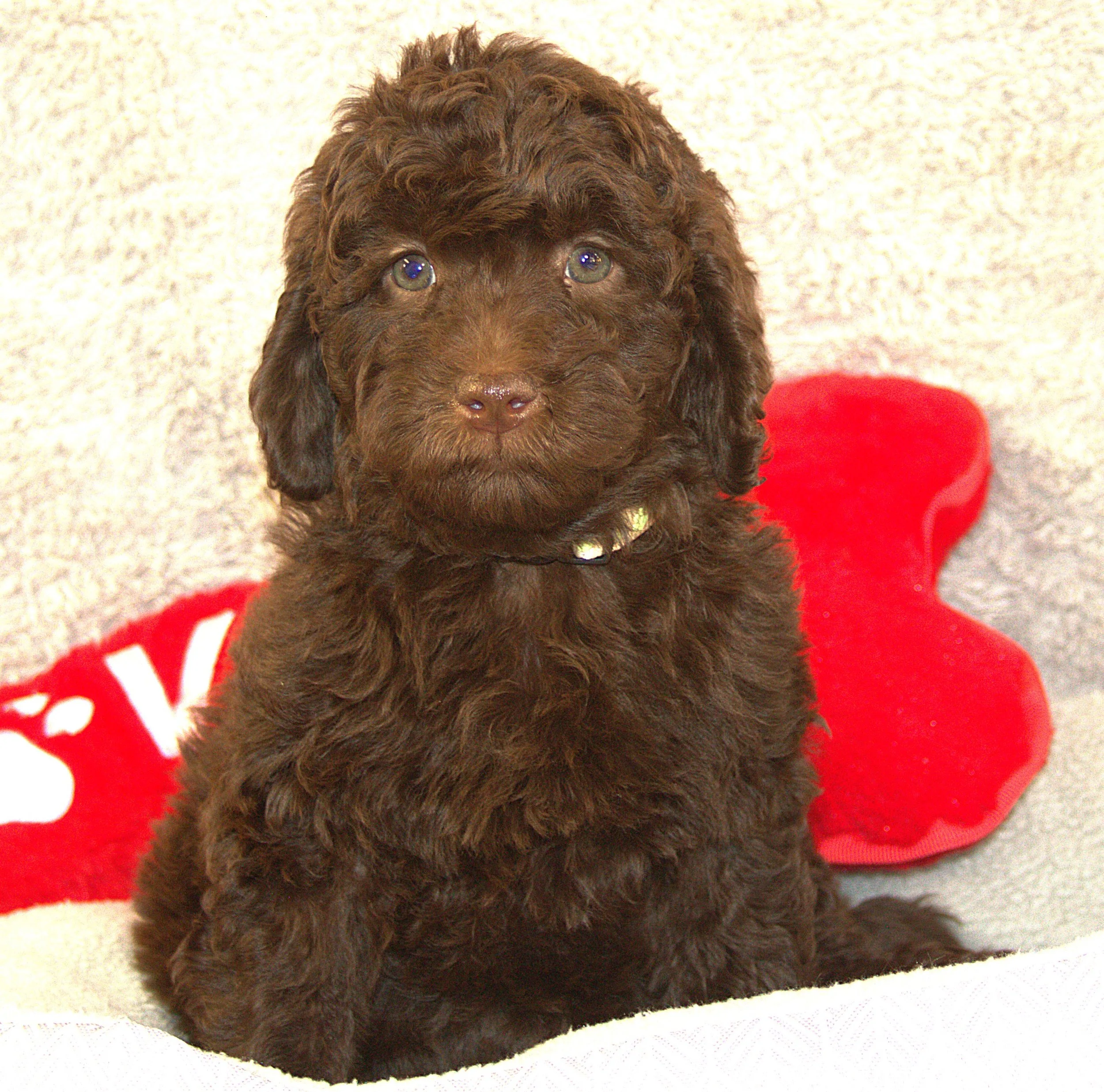 IMG_9782  Gal Gadot sit 5.jpg