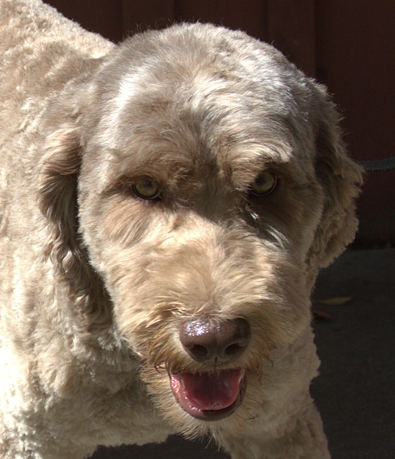 IMG_9944  Houston  HS6.jpg