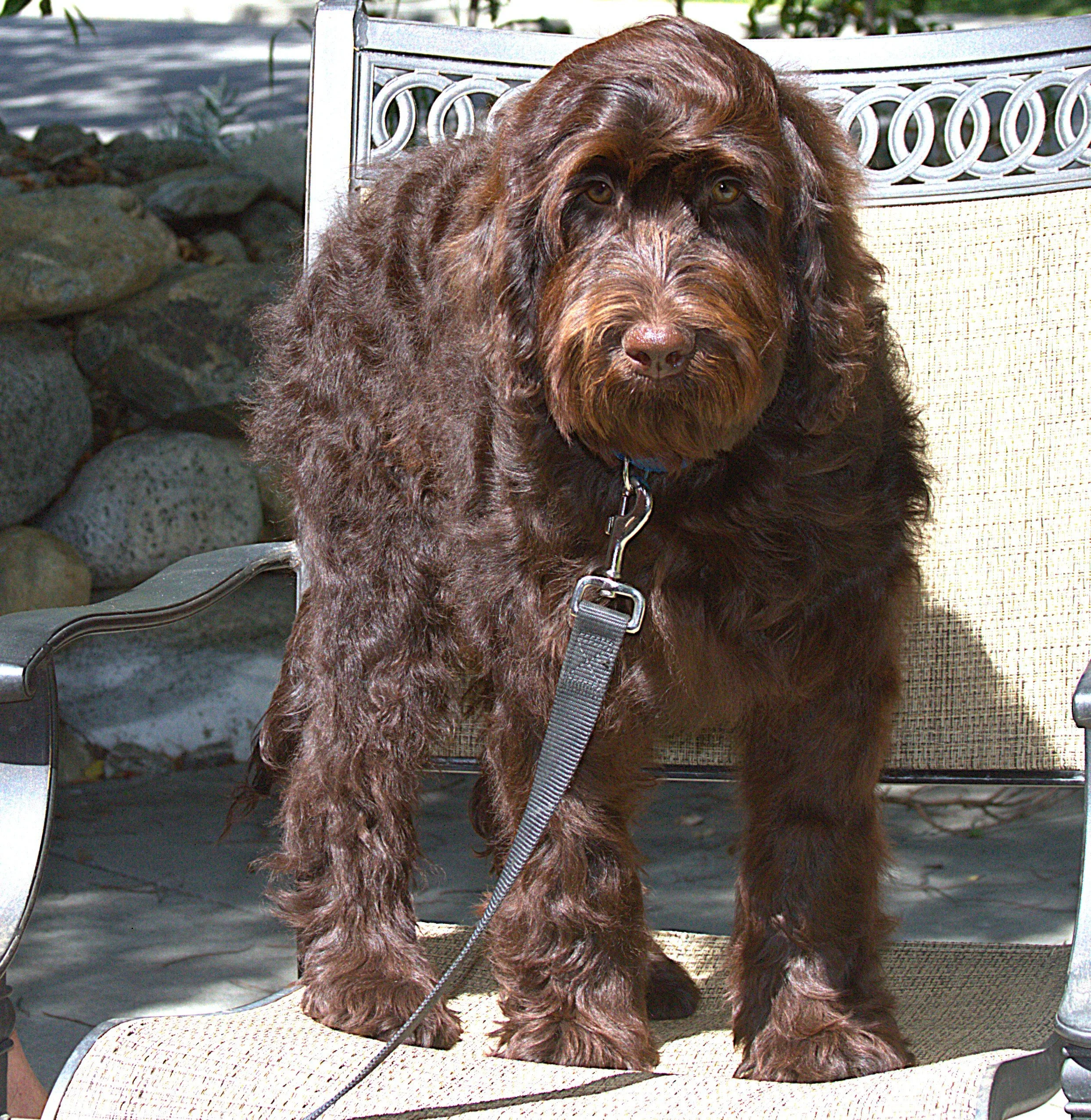 IMG_0309 Thor  3.jpg