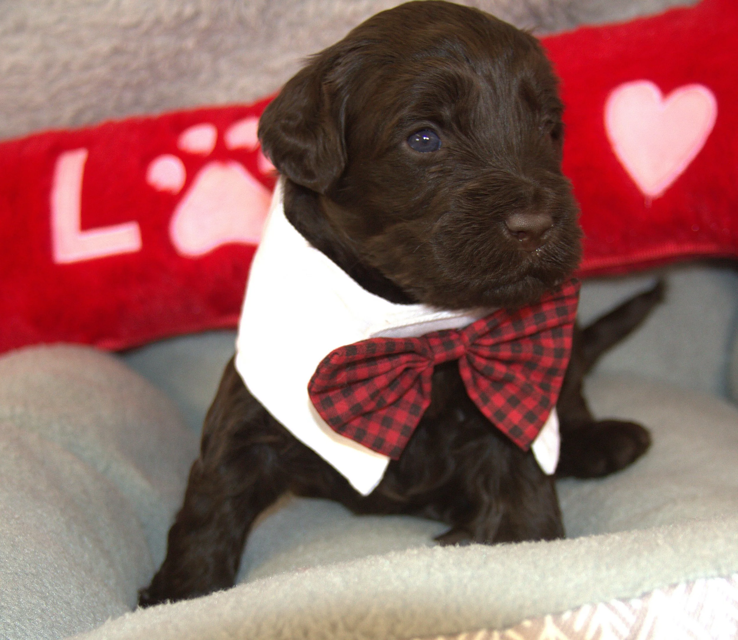 IMG_9394 - Copy Thor 2.jpg