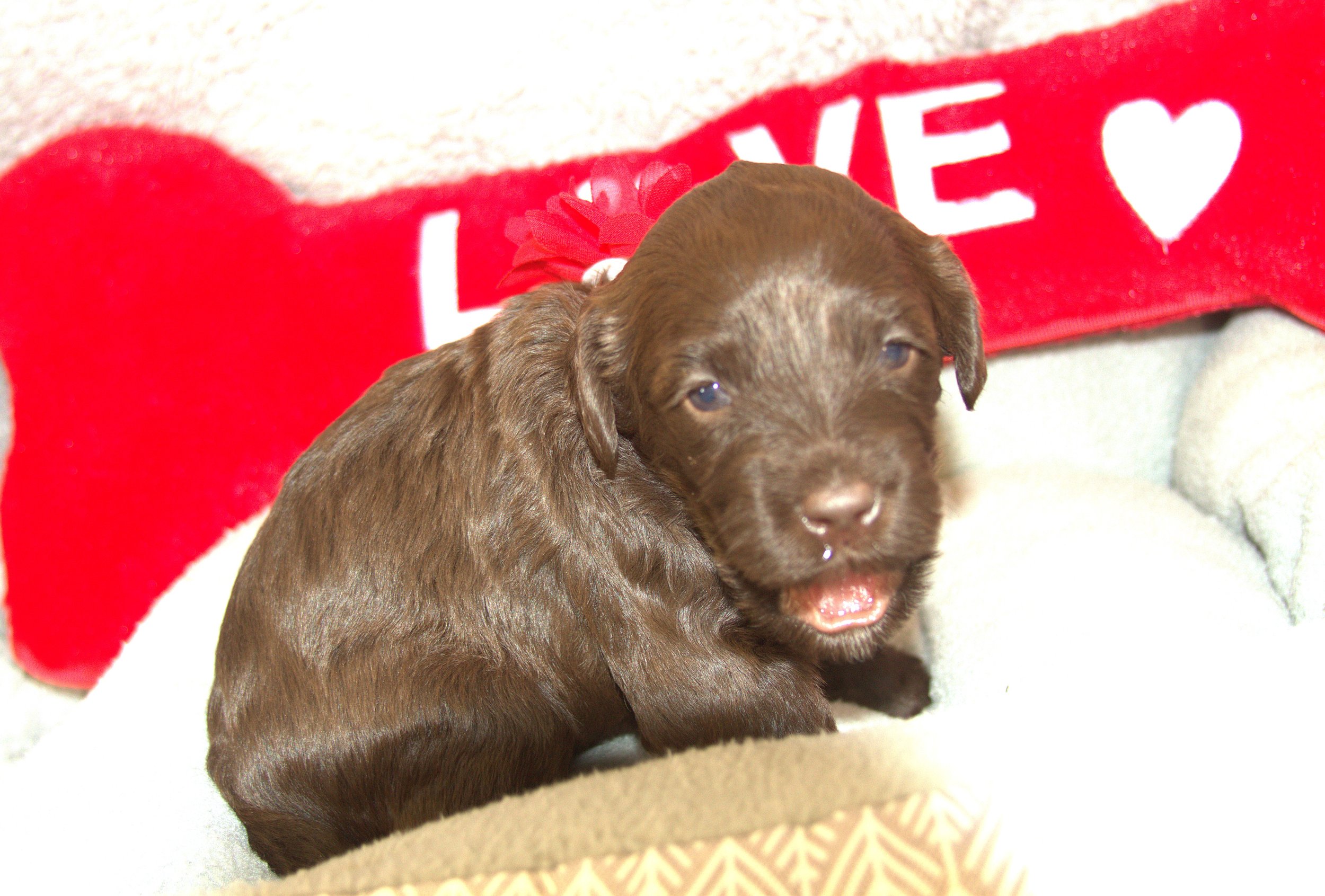 IMG_9473 - Copy Demi Moore 3 .jpg