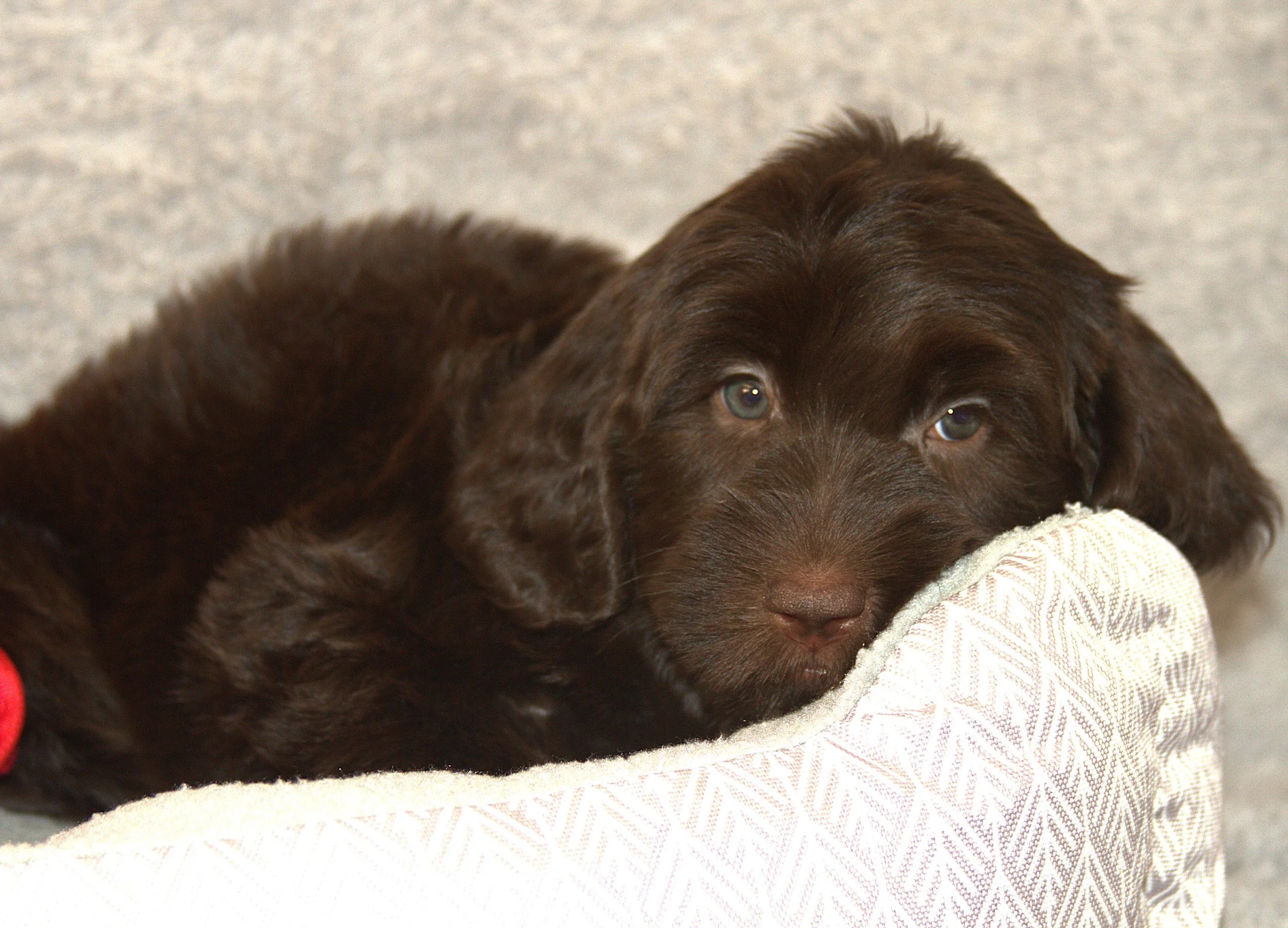 IMG_9837  Desiree lay 4.jpg