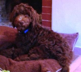 Charlie- blue collar.jpg