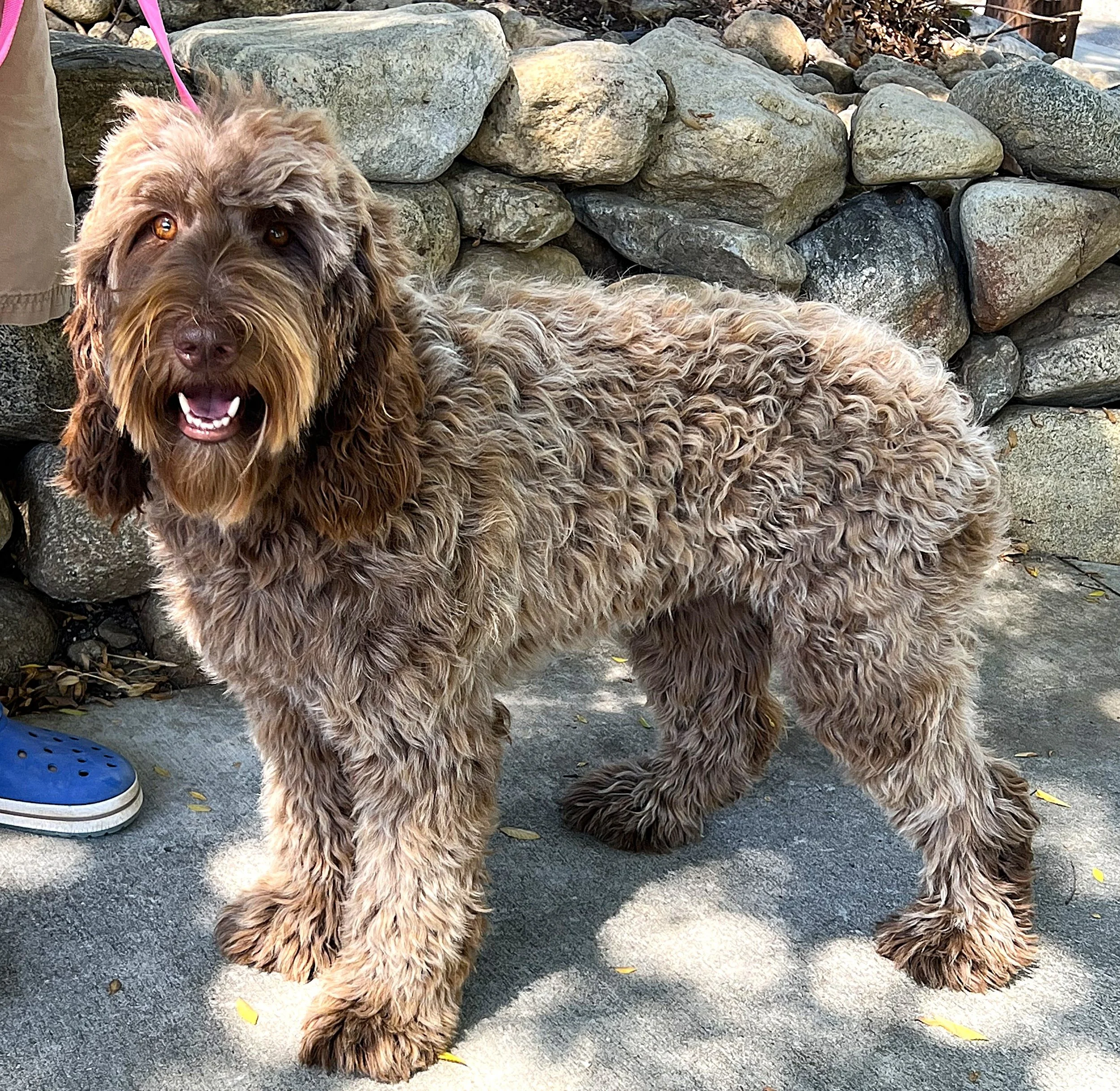 IMG_4144 Houston standing.jpeg