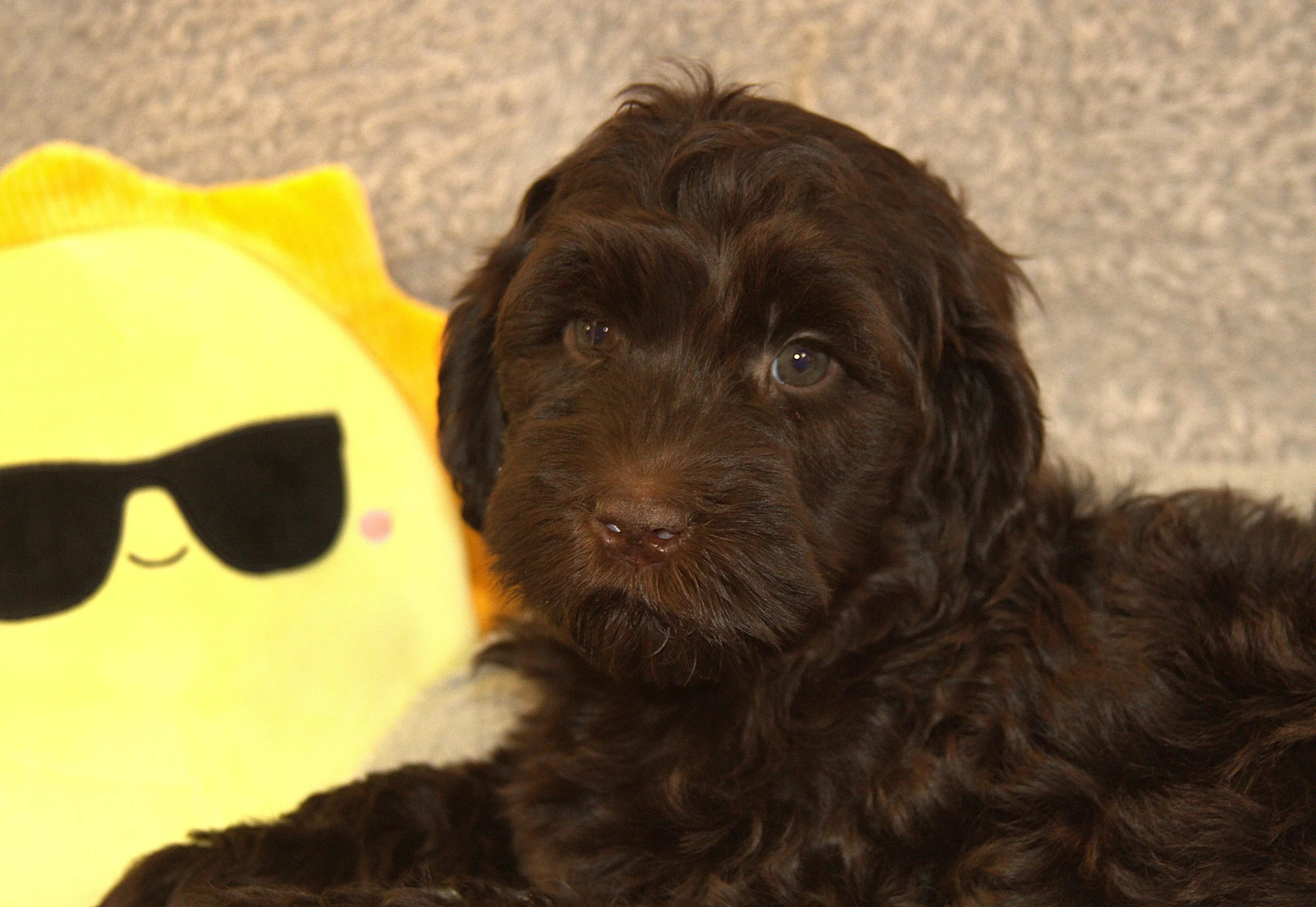 IMG_9636 Thor sun 4.jpg