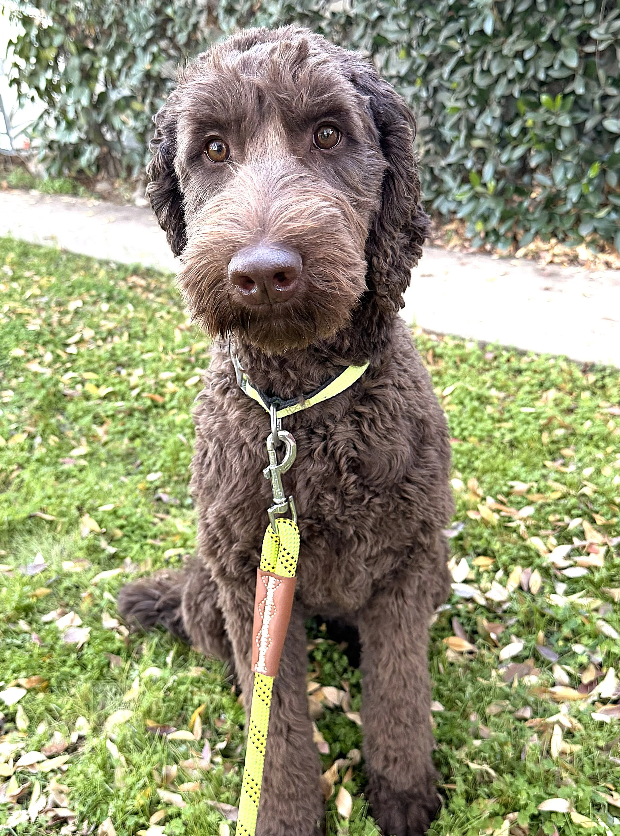 IMG_0701 Athena sit 1A.jpg