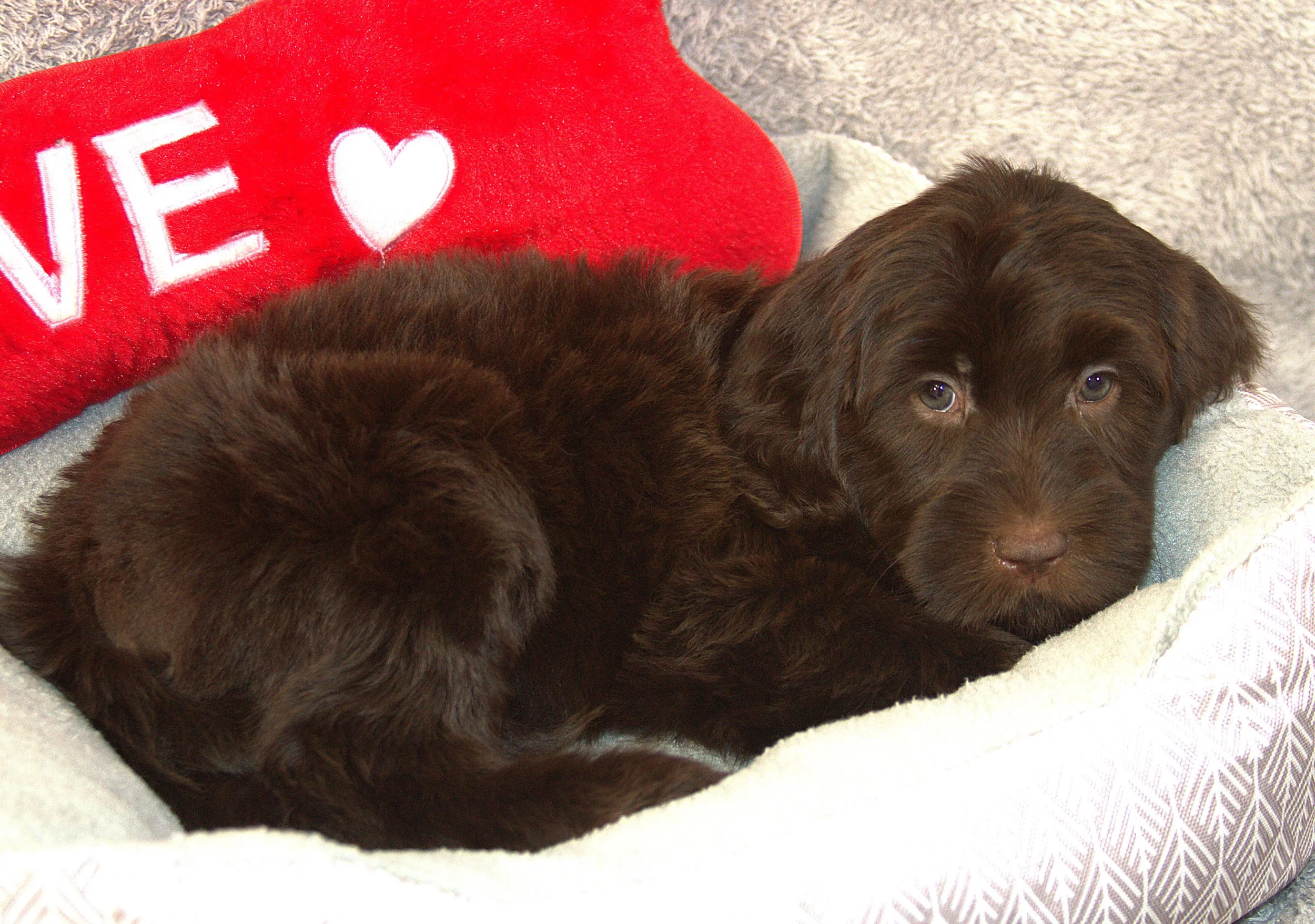 IMG_9845 Desiree lay 1.jpg