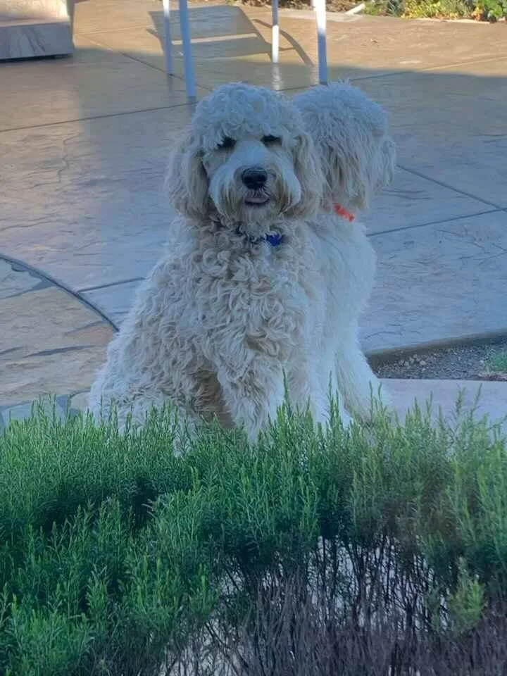 48249875_10214843185246164_4102537522595233792_n - Copy.jpeg