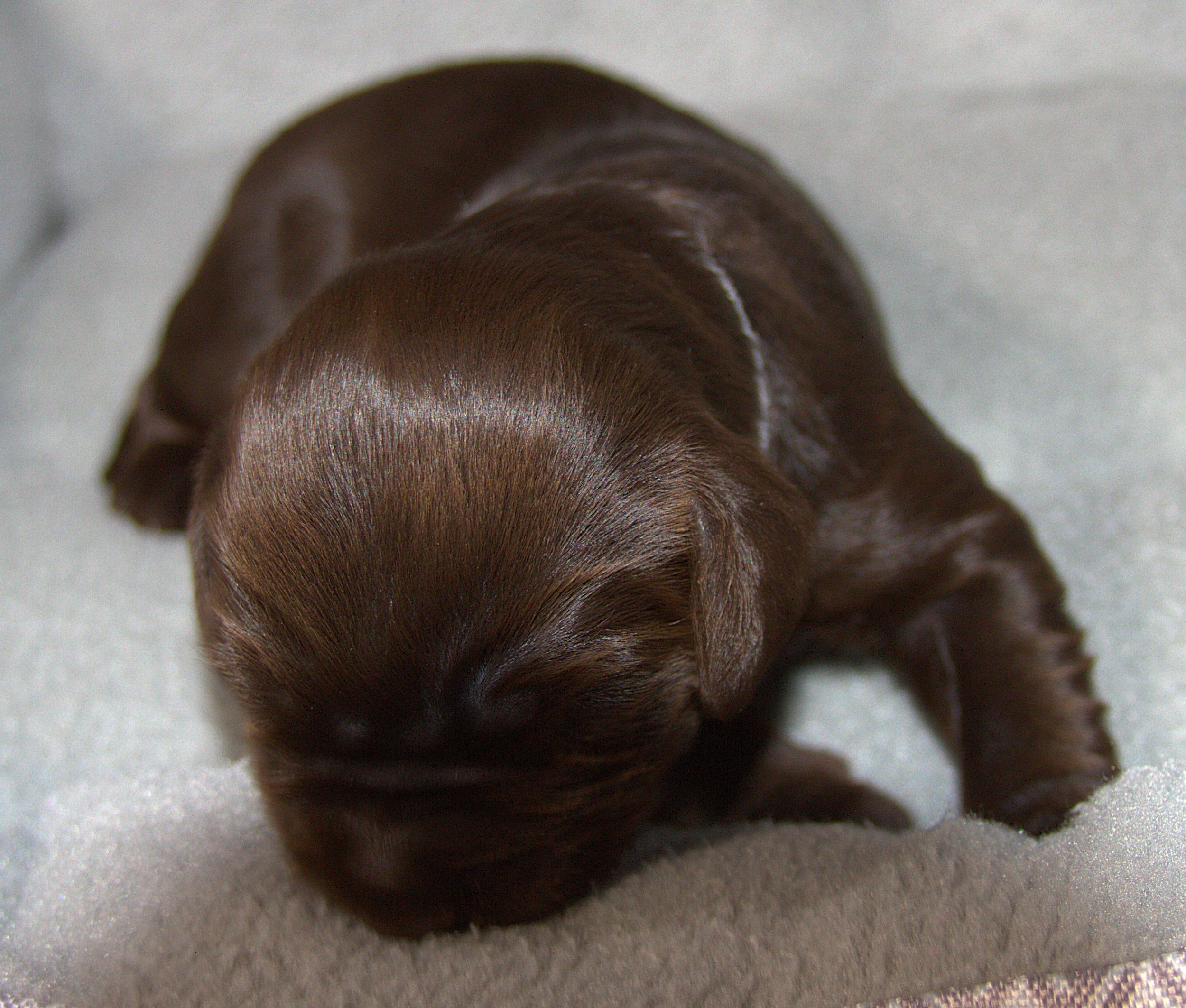 IMG_9245 C580 Isa.jpg