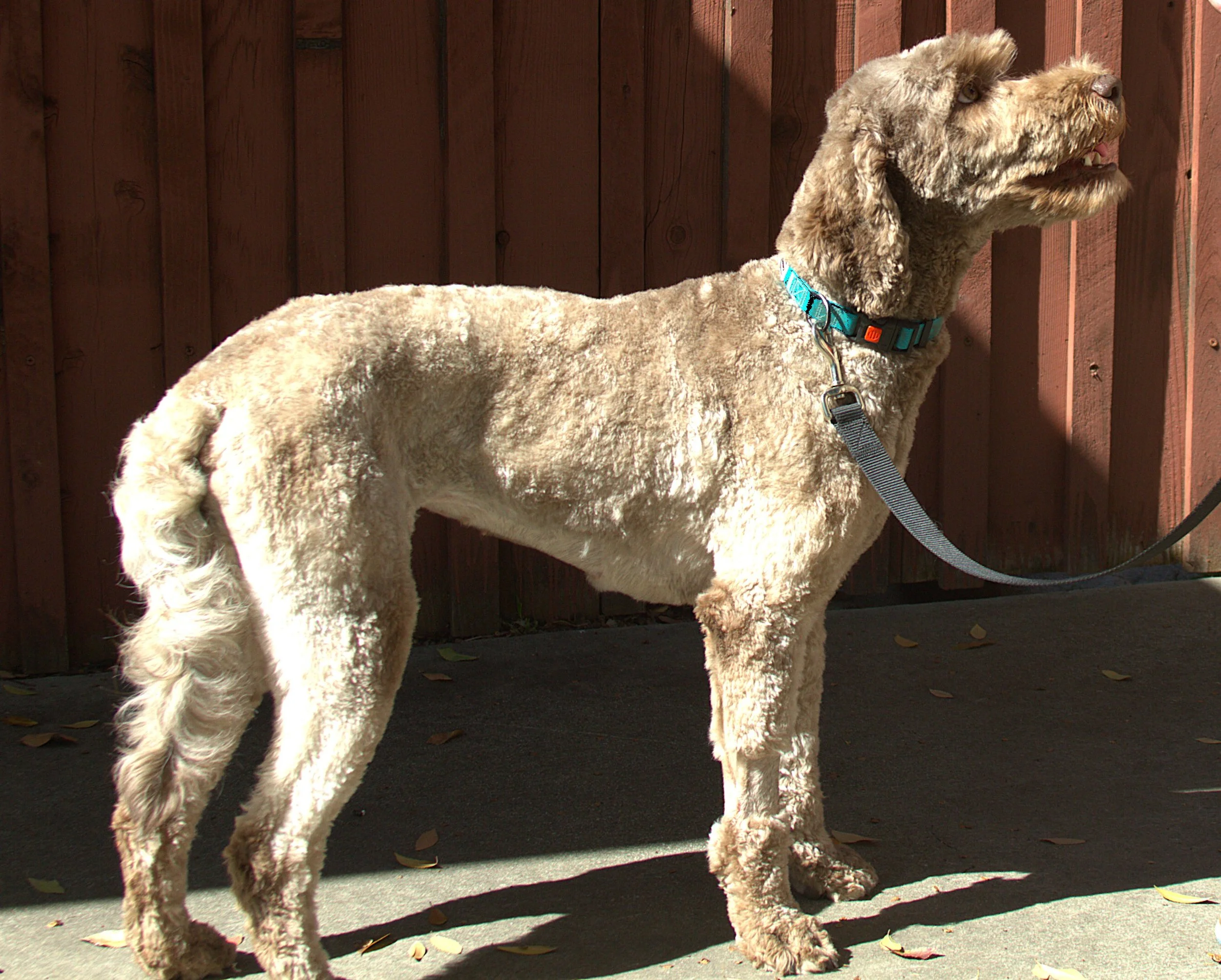 IMG_9950 Houston Stand 3.jpg