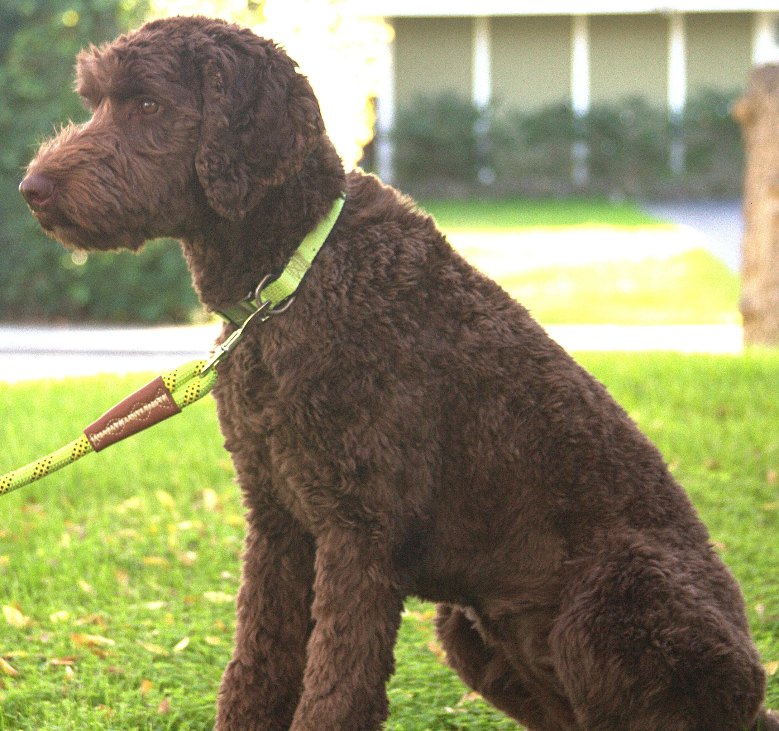 IMG_9901 Mickey sit 2A - Copy.jpg