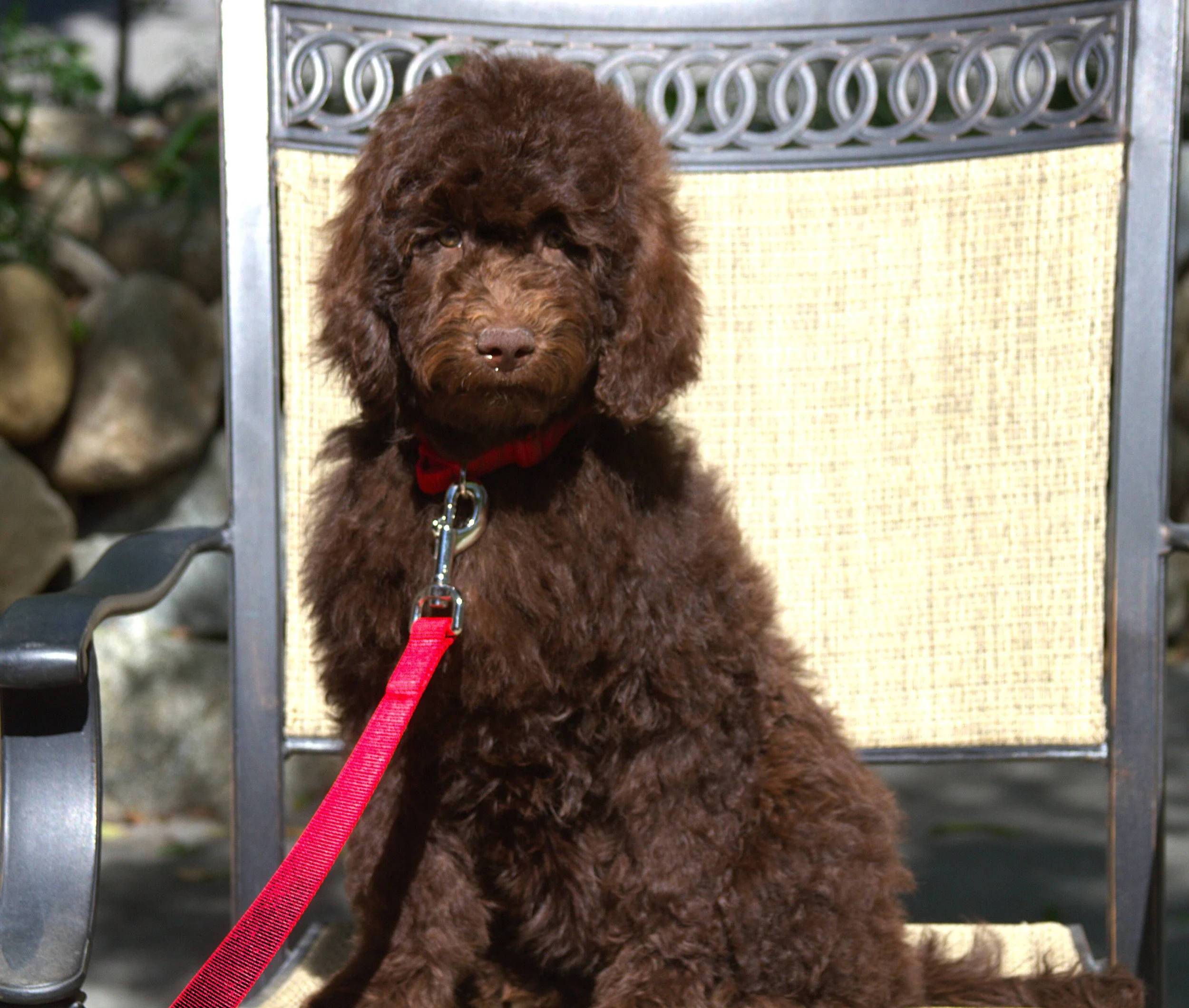 IMG_0086 - Copy Gal Gadot 4.jpg