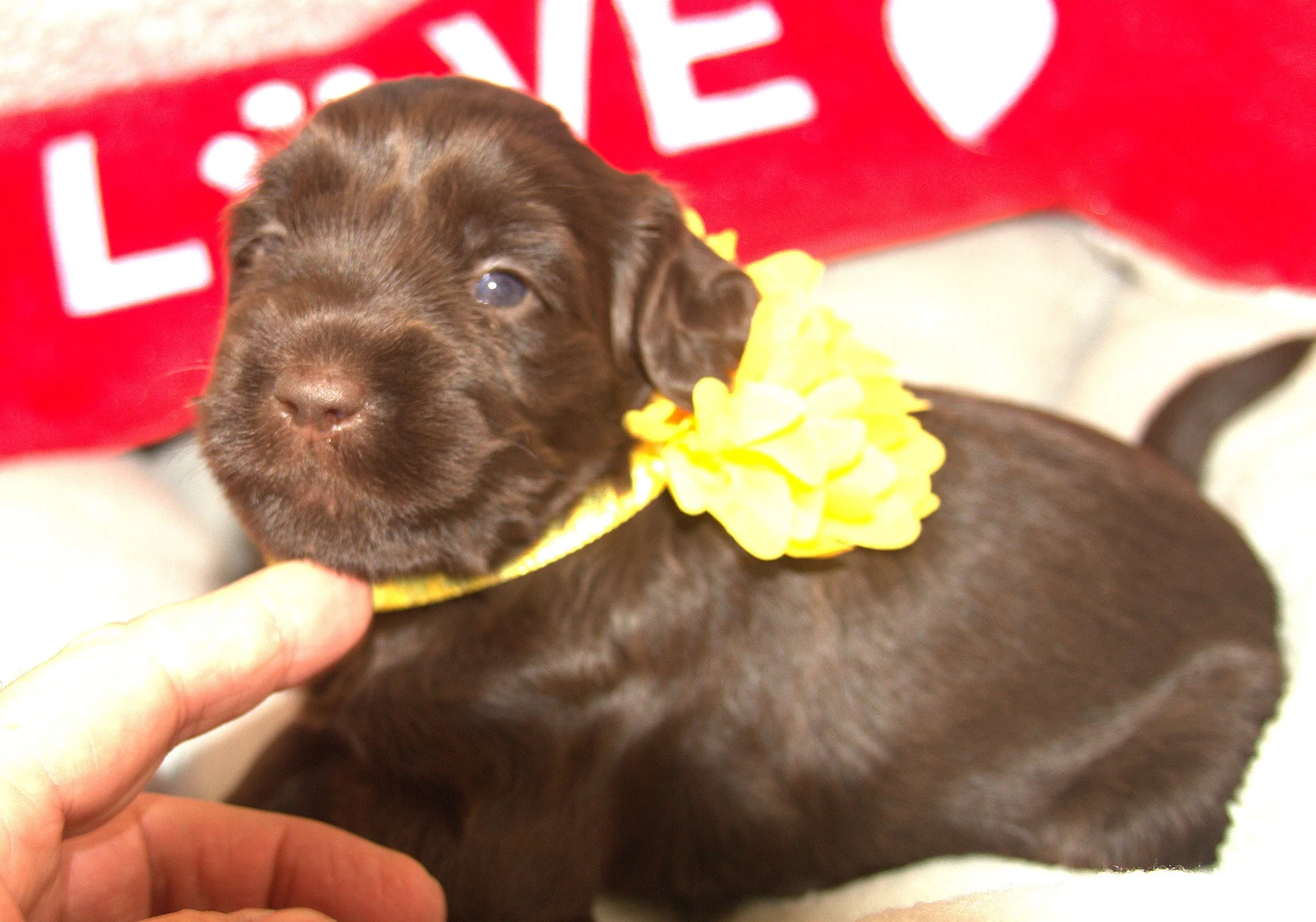 IMG_9559 - Copy  Desiree 5.jpg