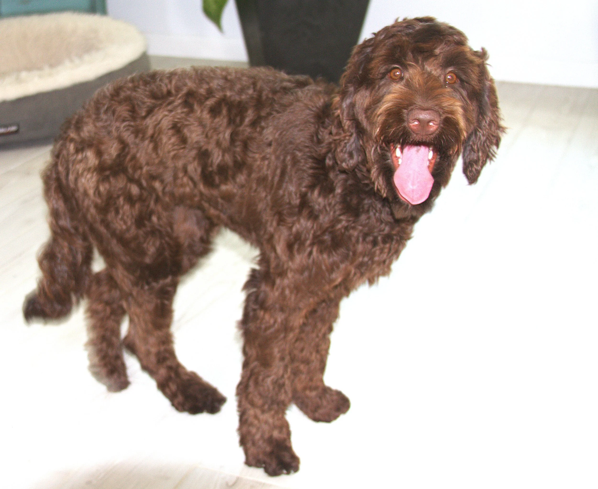 IMG_0651 Zoey 5.jpg
