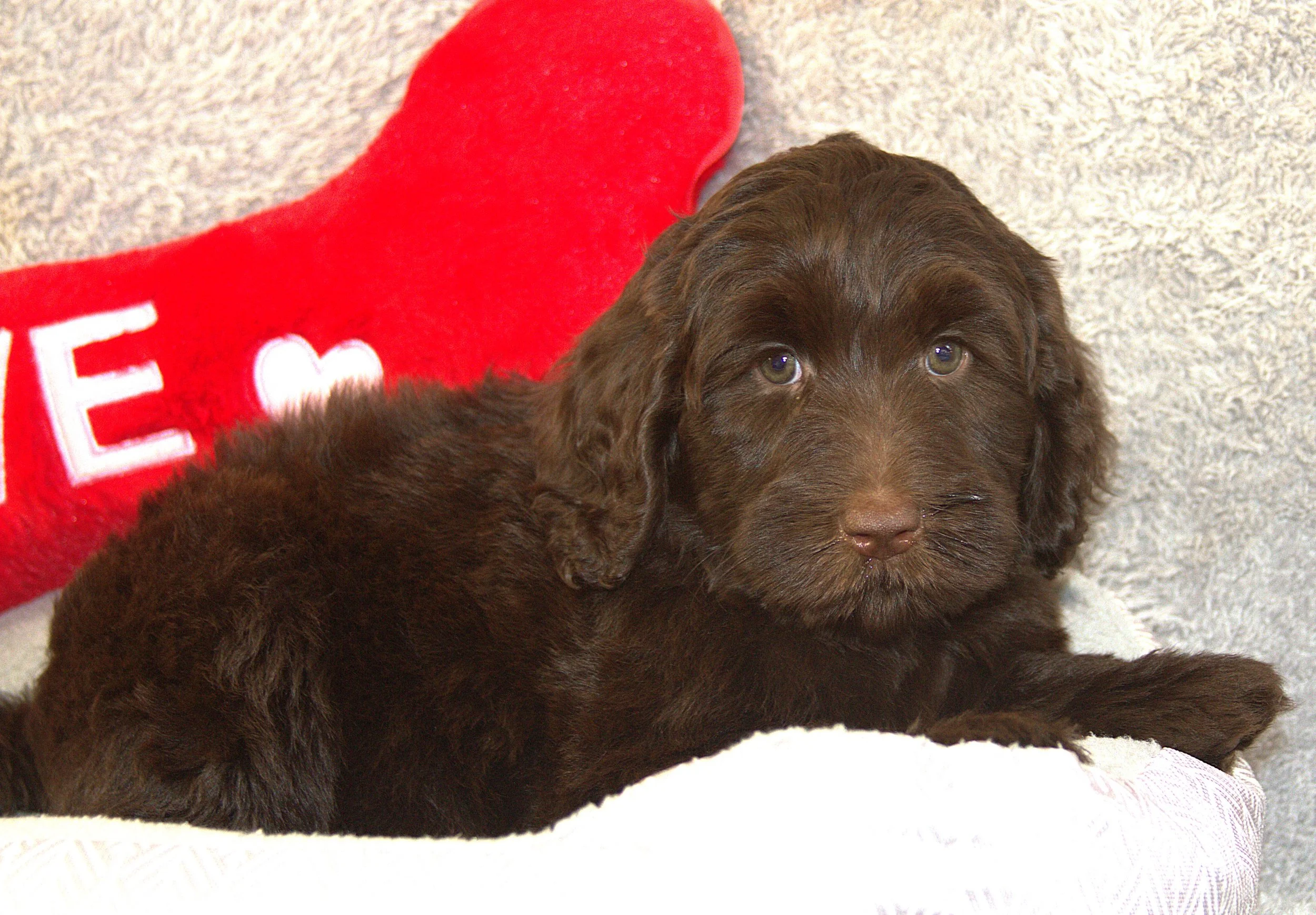 IMG_9693 Arrow lay 1.jpg