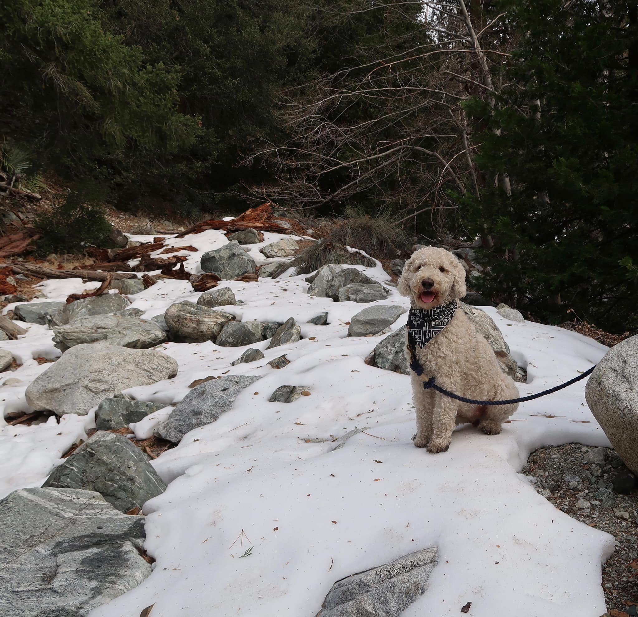 Dixie the best labradoodle ever.jpeg