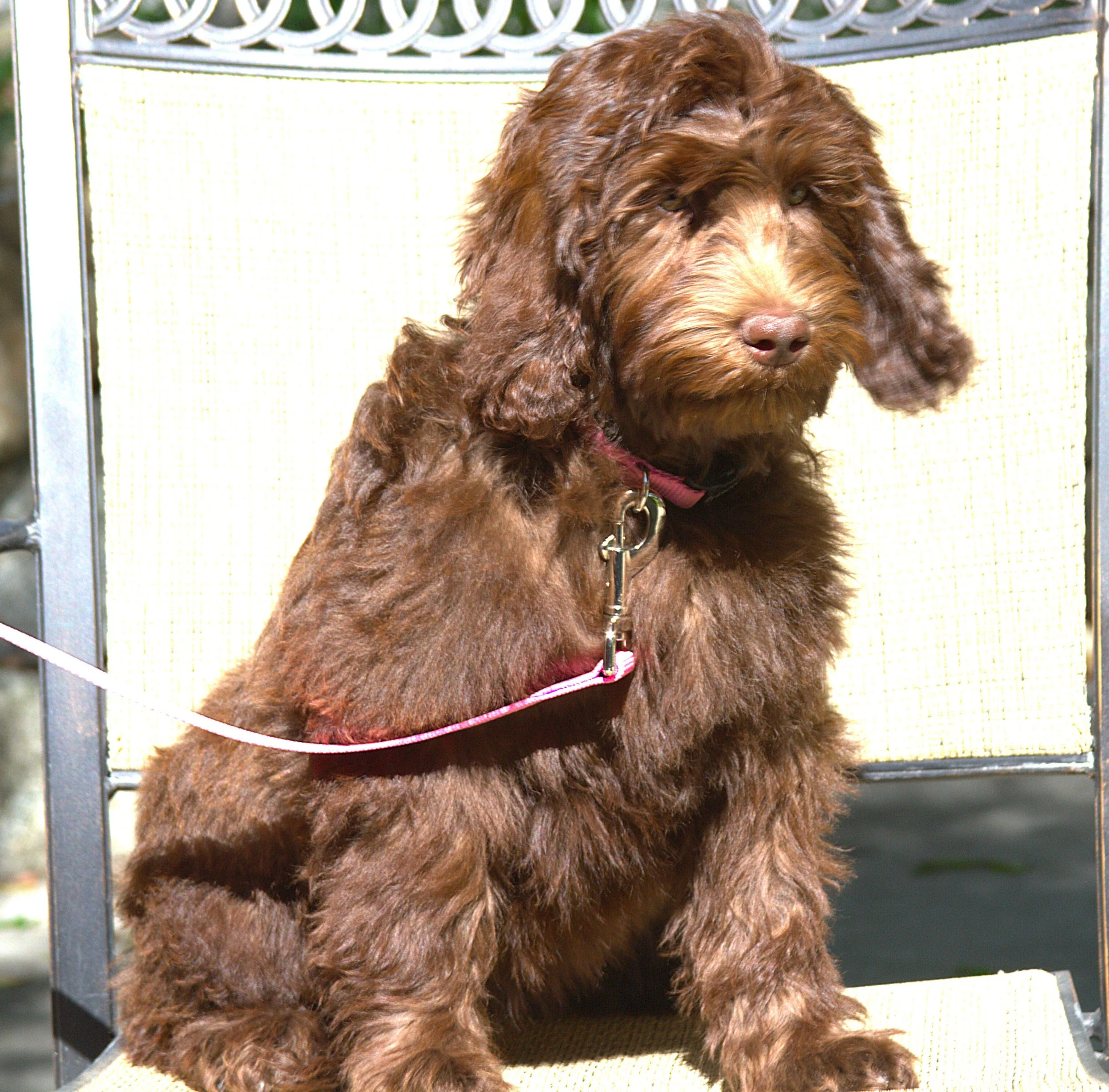 IMG_0097 - Angelina sit 4.jpg