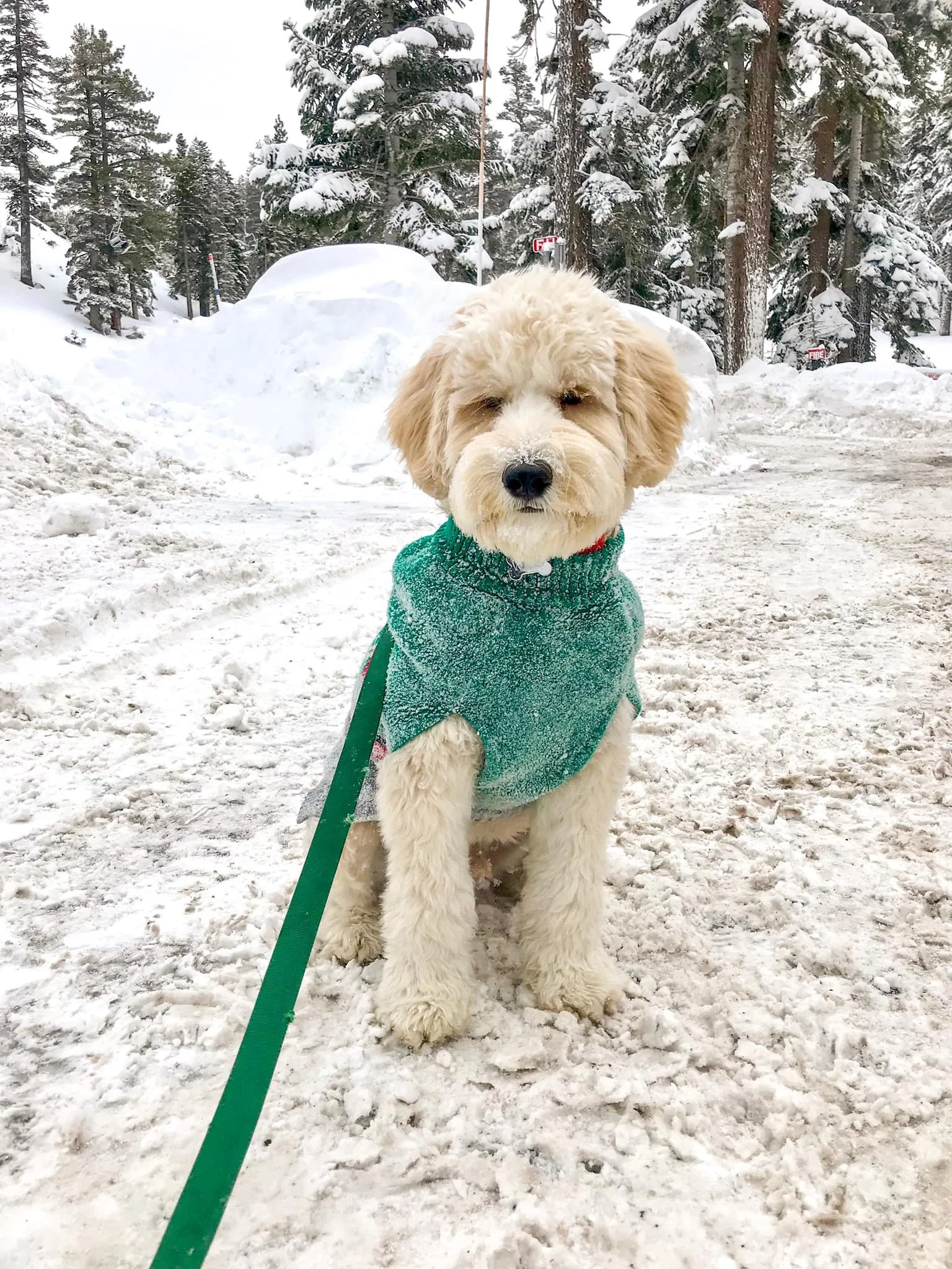 labradoodle puppy.jpeg