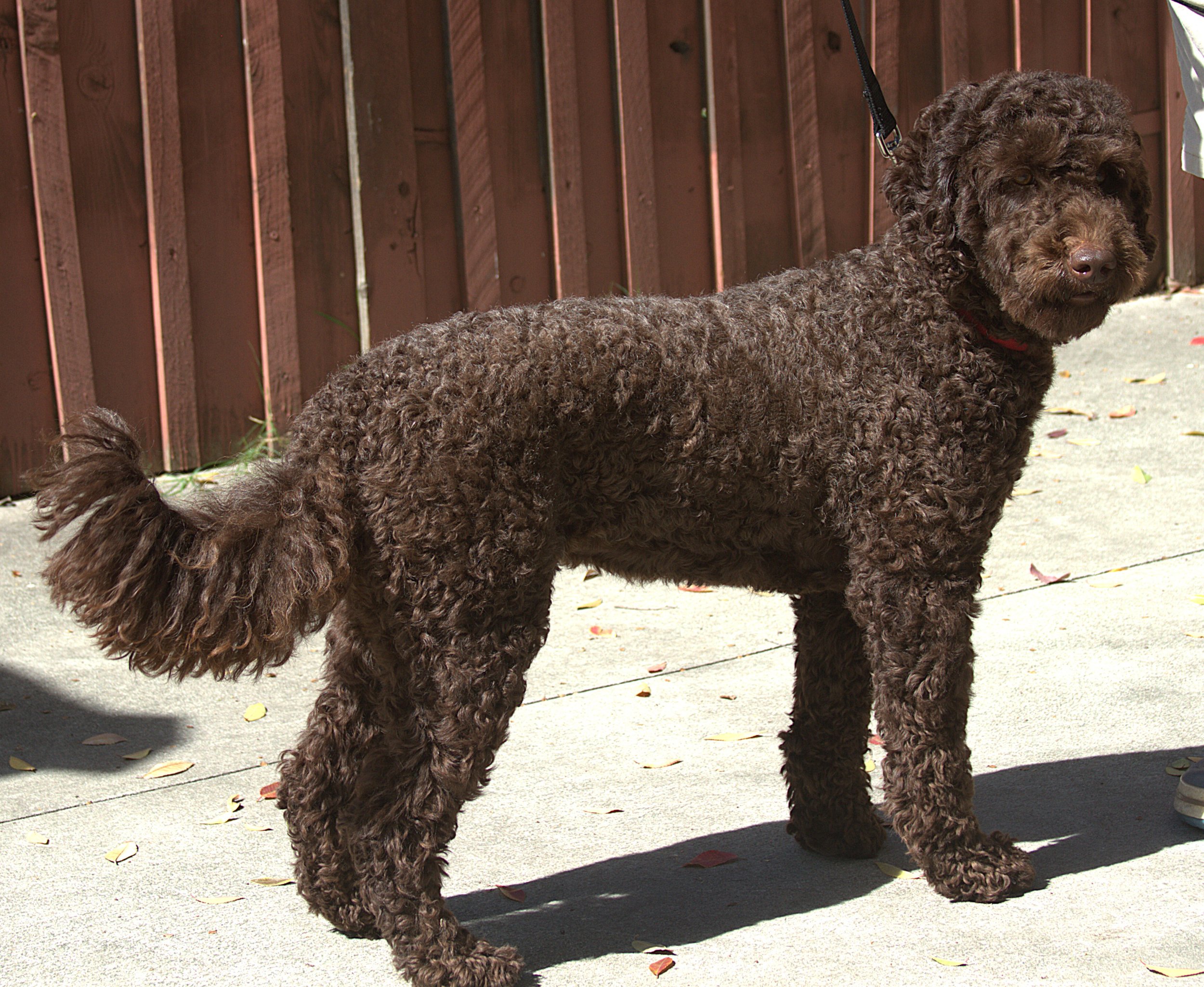 IMG_0017  Faith  sstand 7.jpg