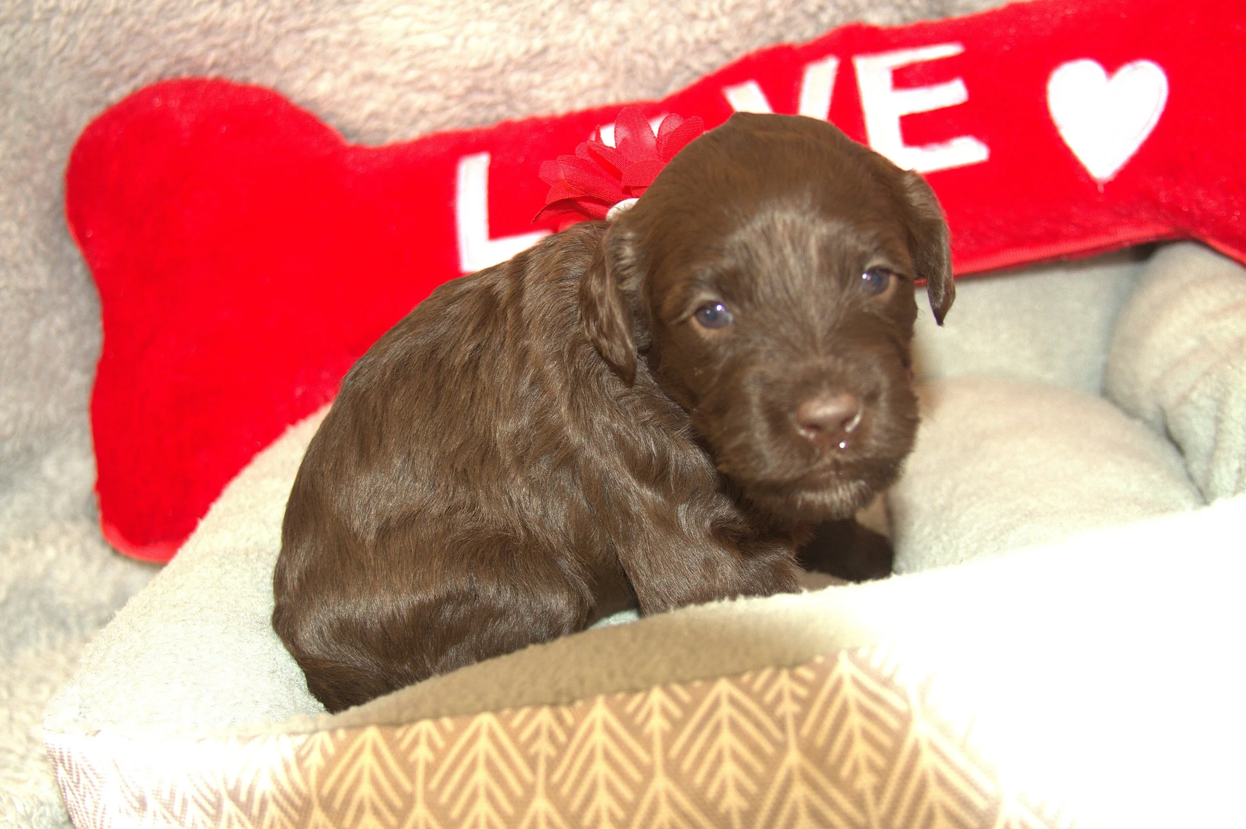 IMG_9475 - CopyDemi Moore.jpg