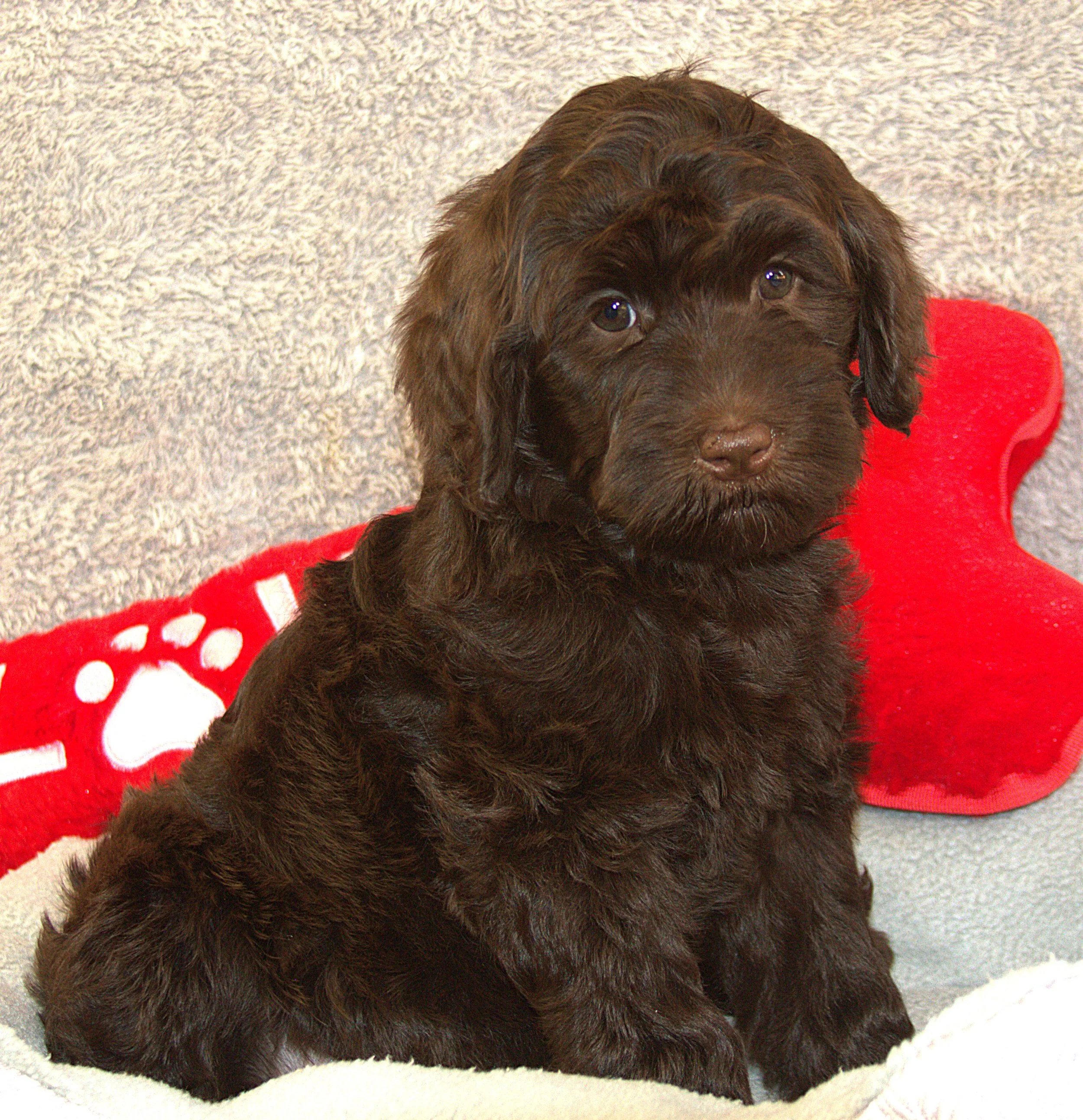 IMG_9655 zooey sit 4.jpg