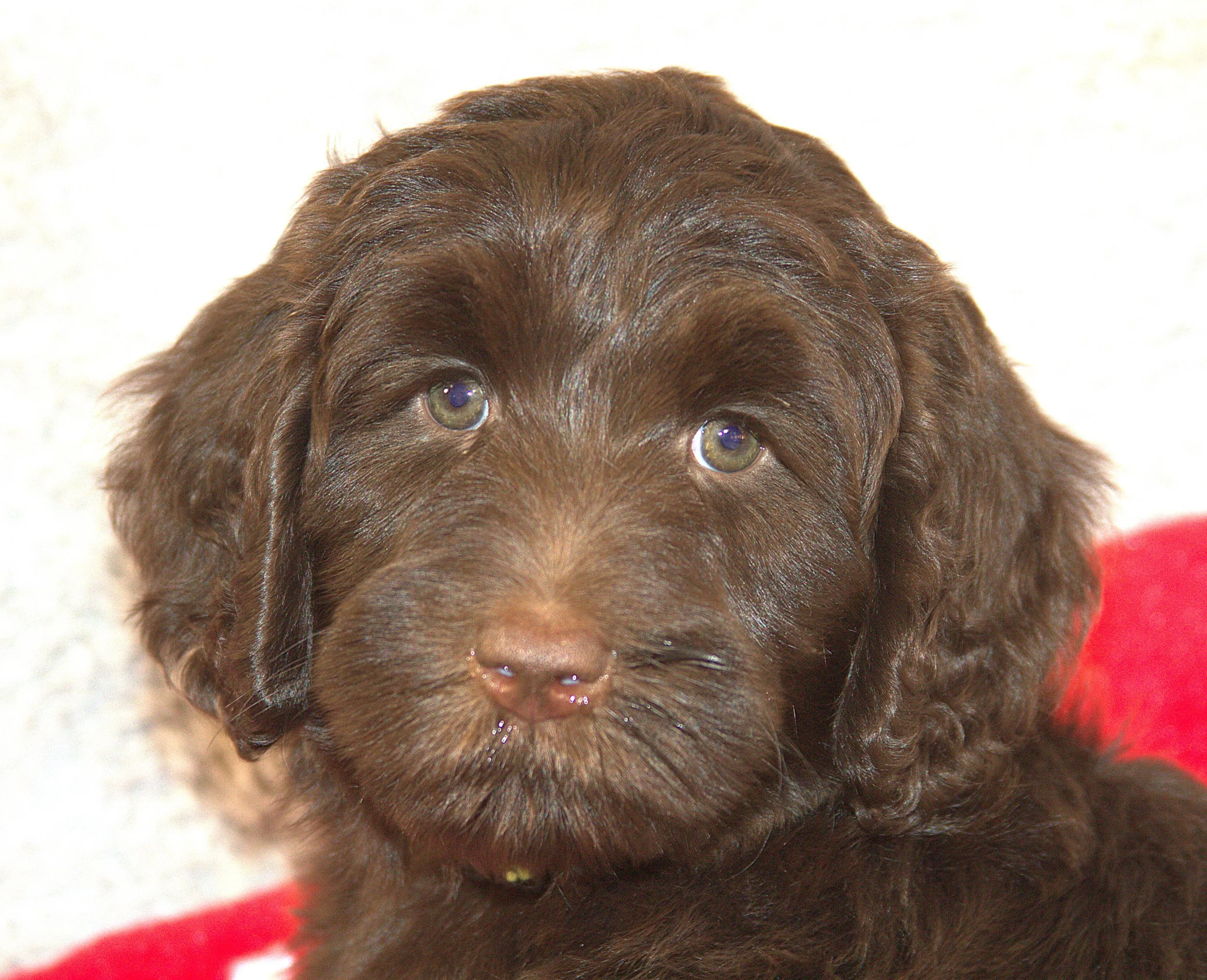 IMG_9711 Arrow  HS 4.jpg