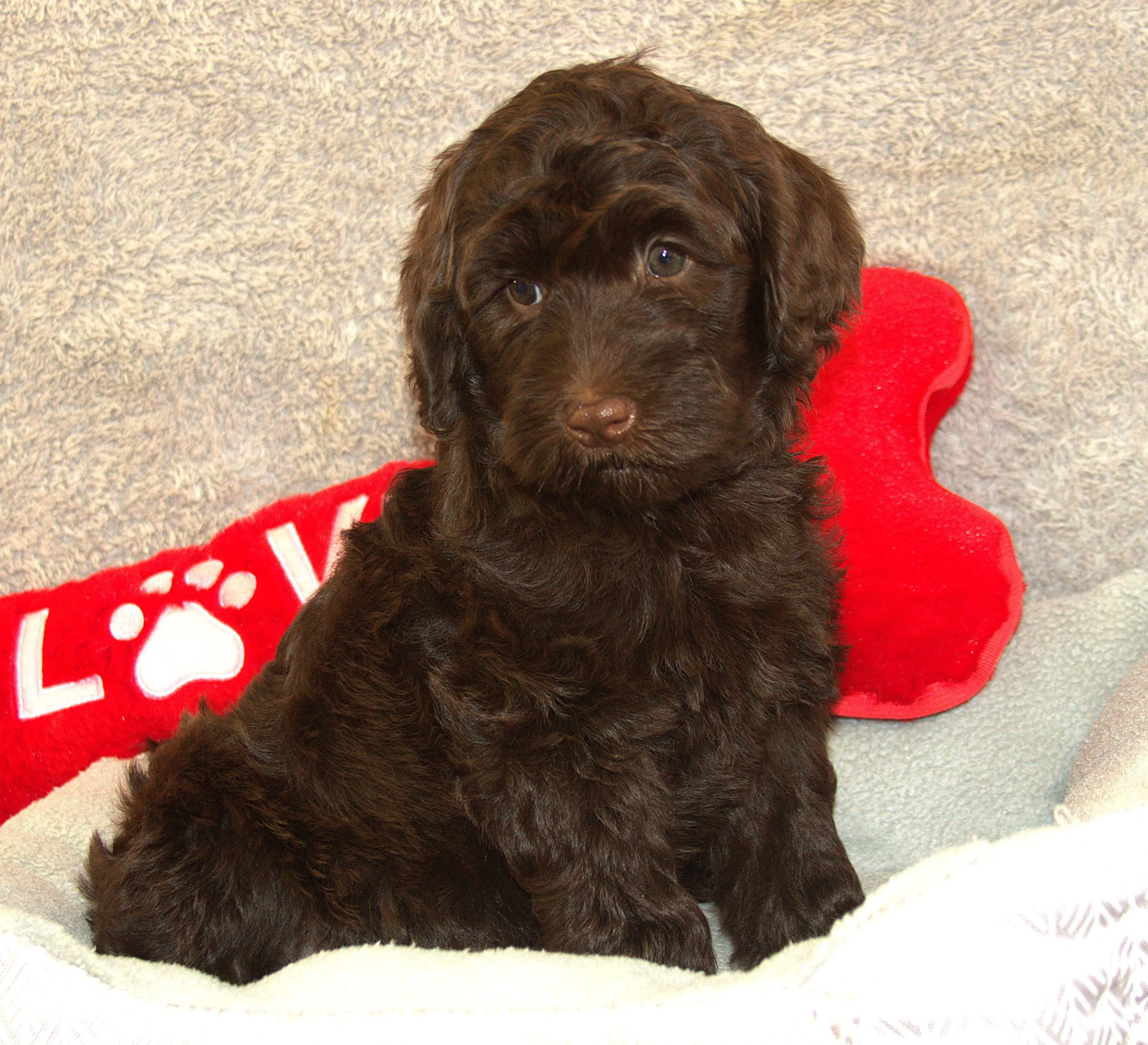 IMG_9656  zooey sit 3.jpg