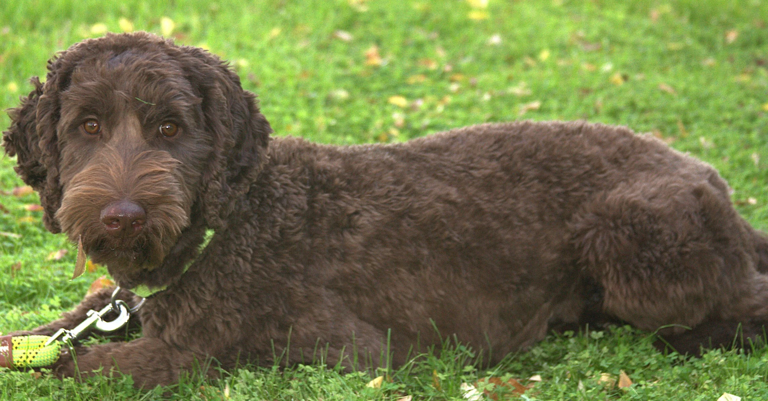 IMG_9906 Mickey lay 3A - Copy.jpg