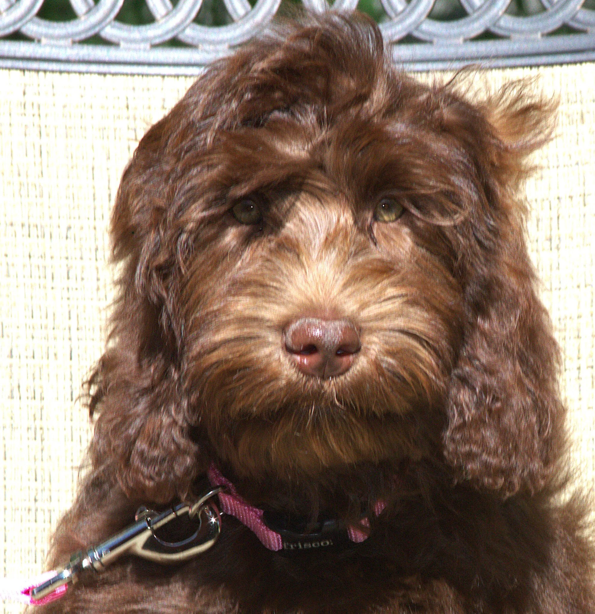 IMG_0096 Angelina HS 2.jpg