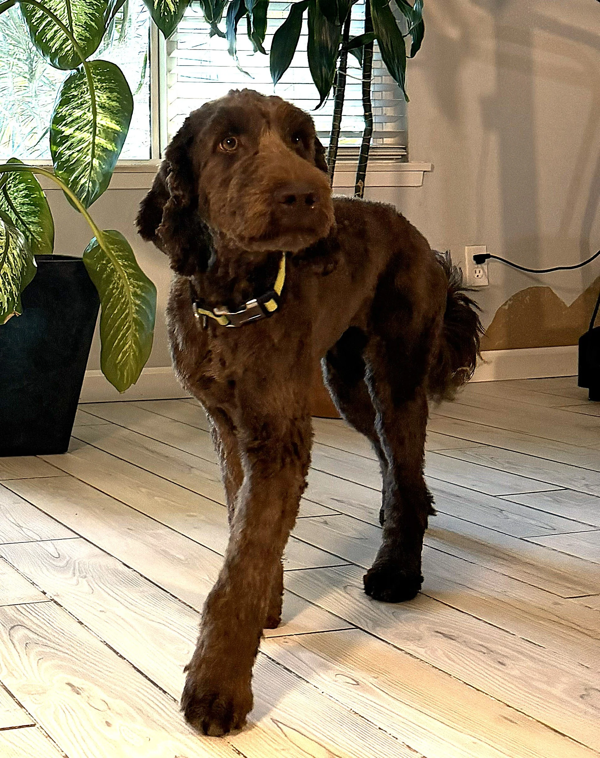 IMG_0744 Athena stand ID 1.jpg