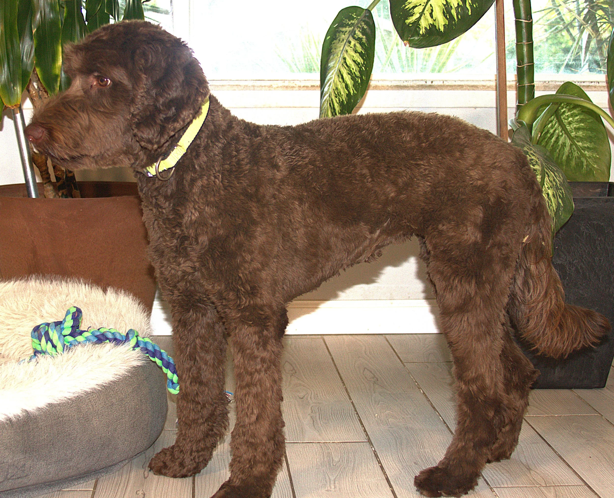 IMG_9916  Mickey stand 5A - Copy.jpg