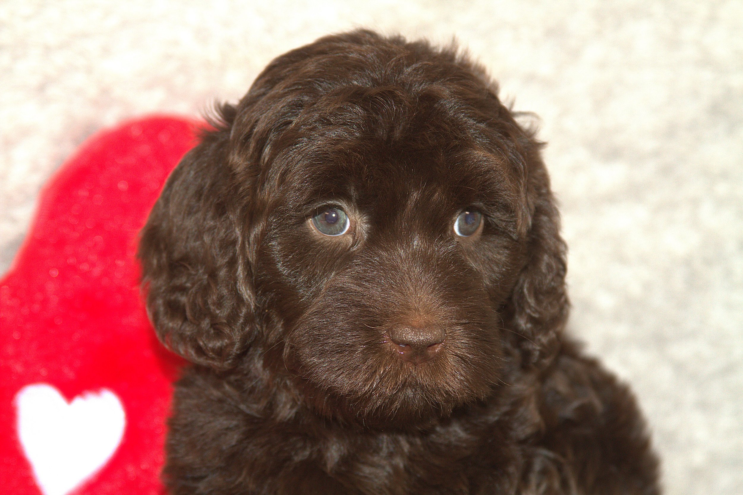 IMG_9867 Sofia HS3.jpg