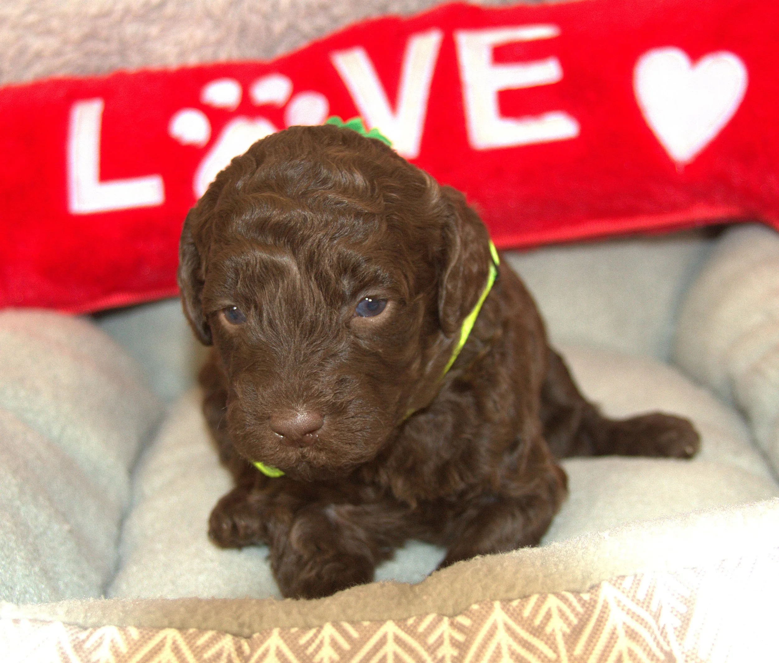 IMG_9480 - Copy Gal Gadot 1.jpg