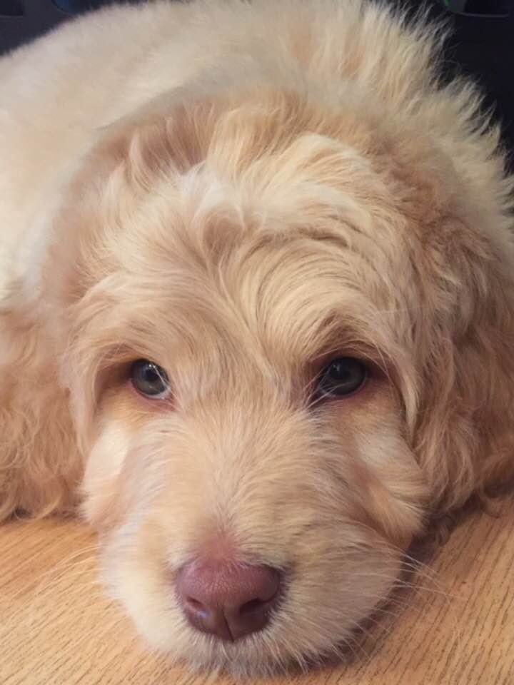 dog.jpg
