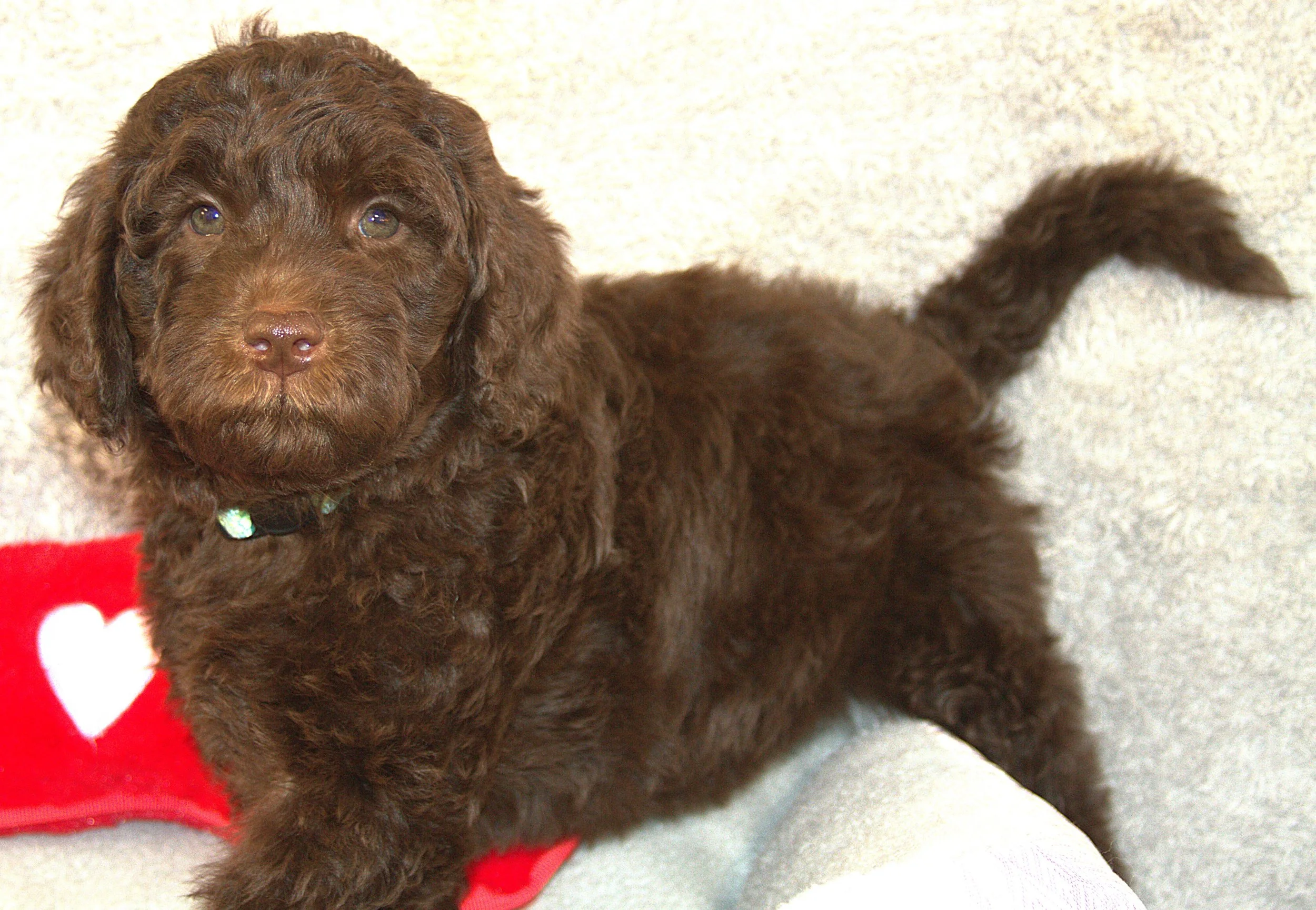 IMG_9686 Harty stand 5.jpg