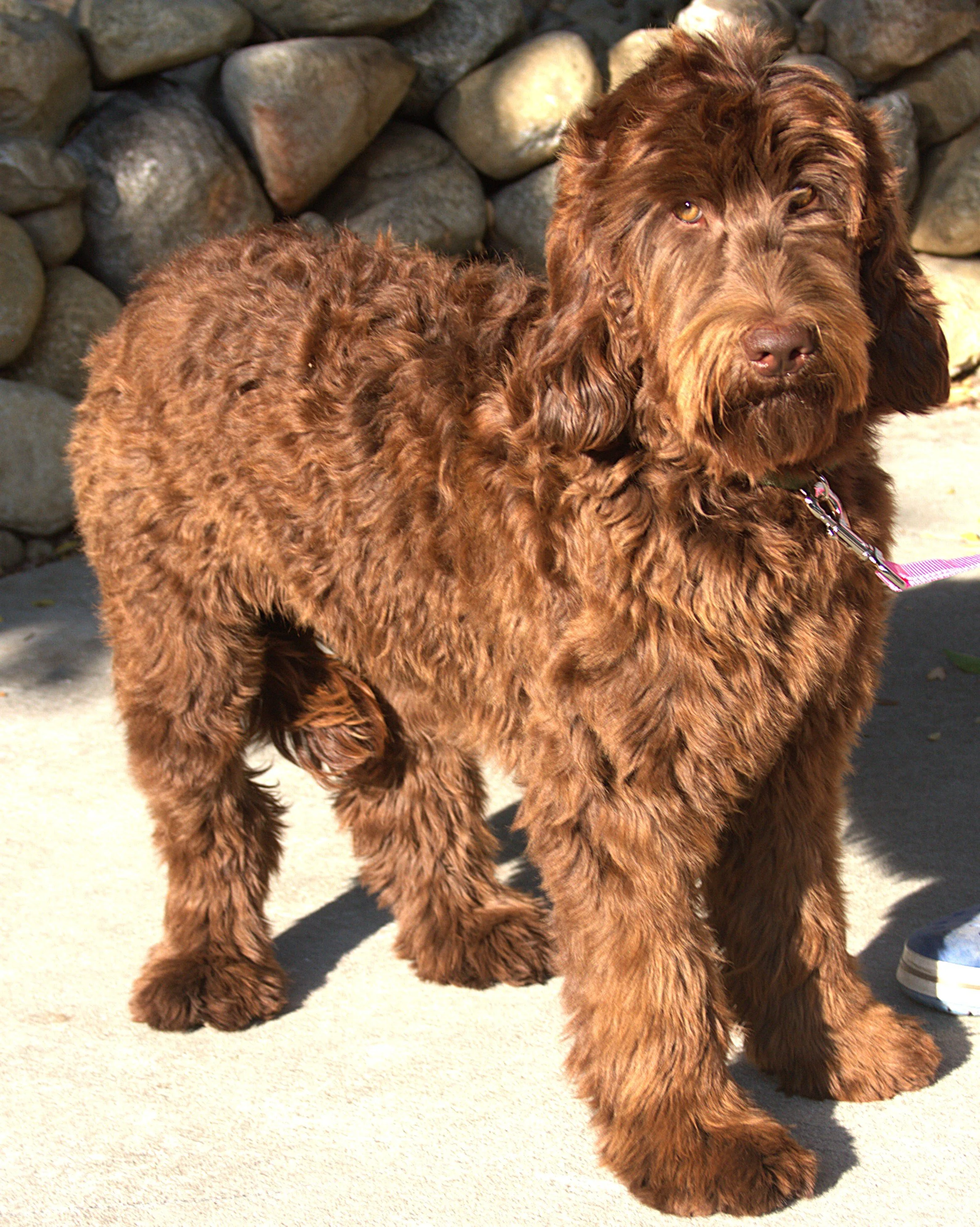 IMG_9144 Lily Stand 2.jpg