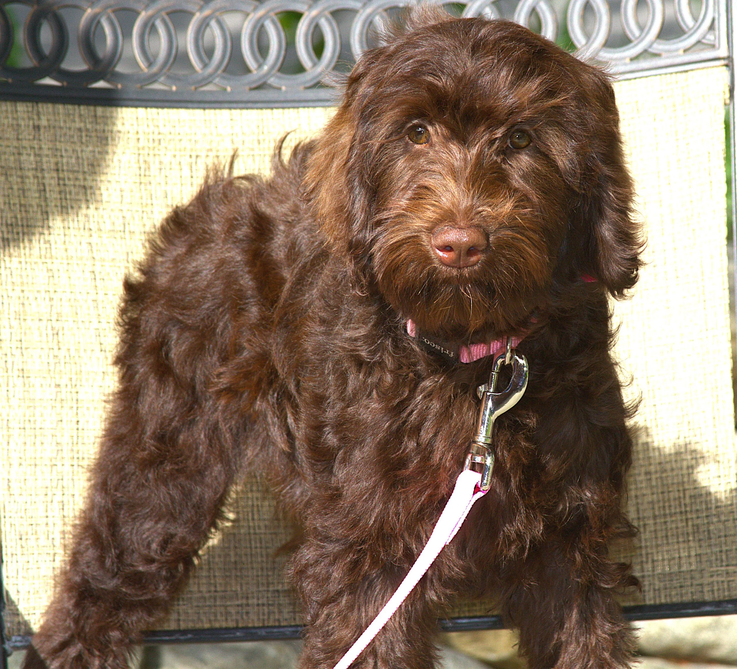 IMG_0203 Zooey 6 - Copy.jpg