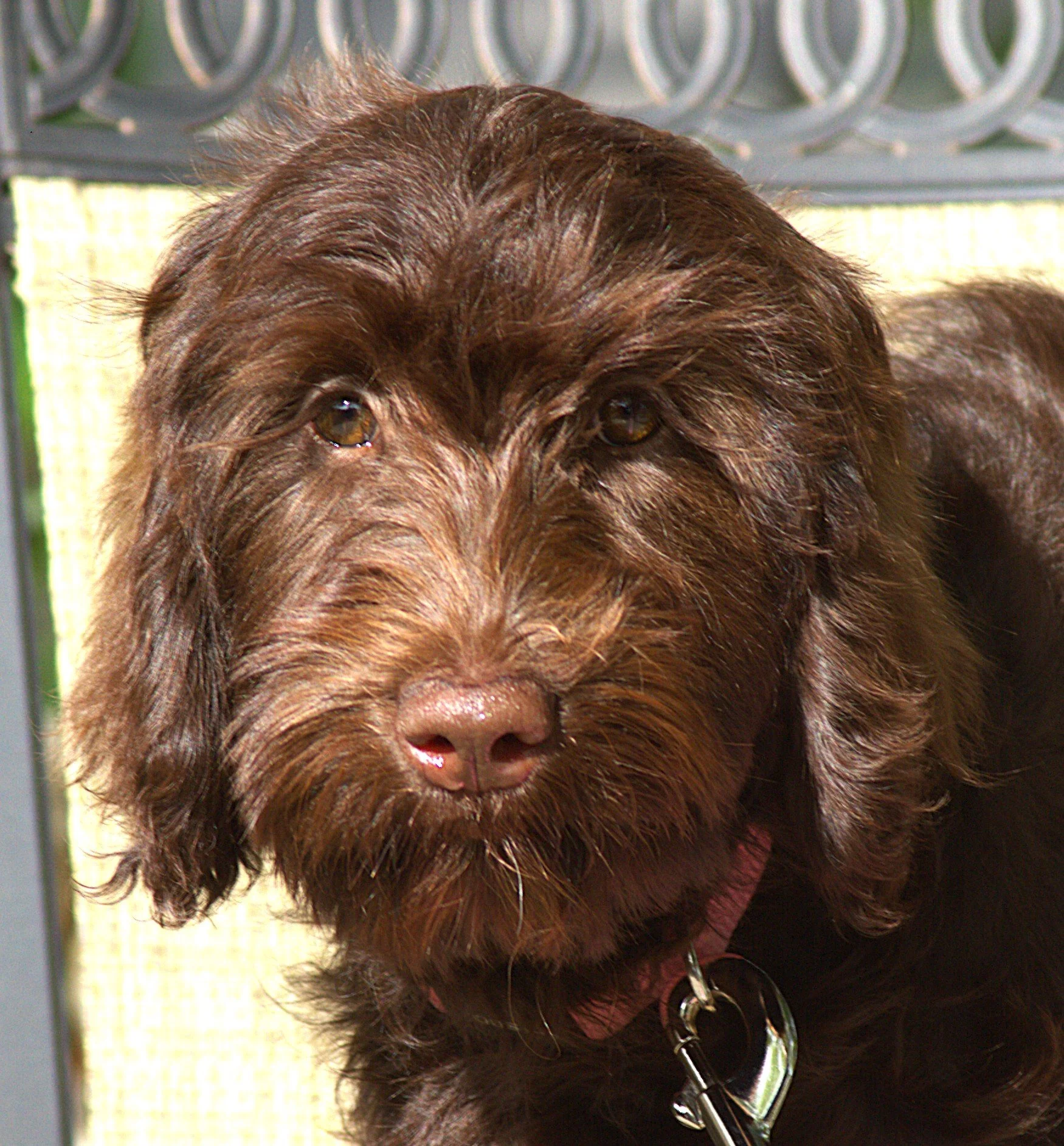 IMG_0194 - Copy  Zooey 2 HS - Copy.jpg