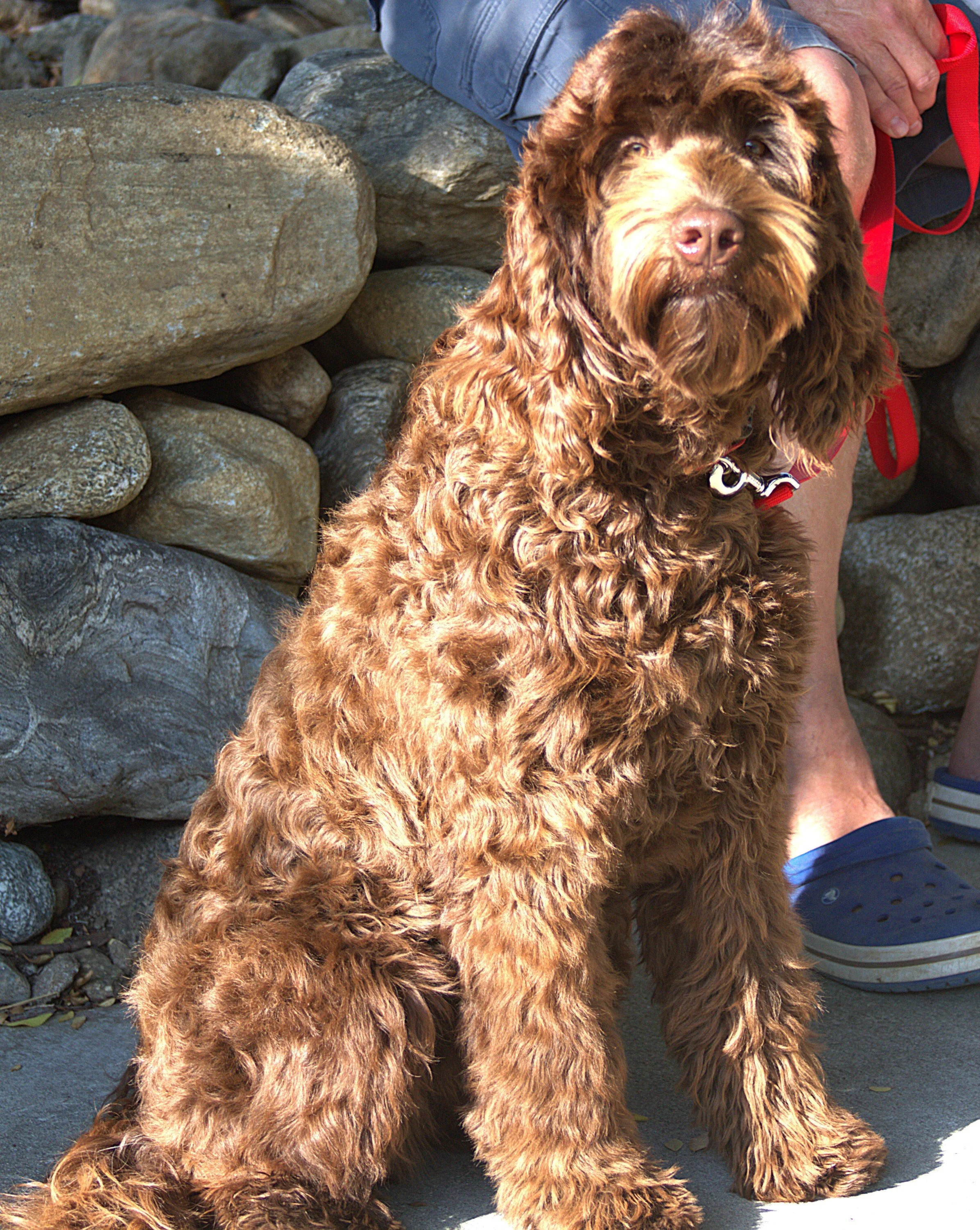 IMG_9116 Lily sit.jpg