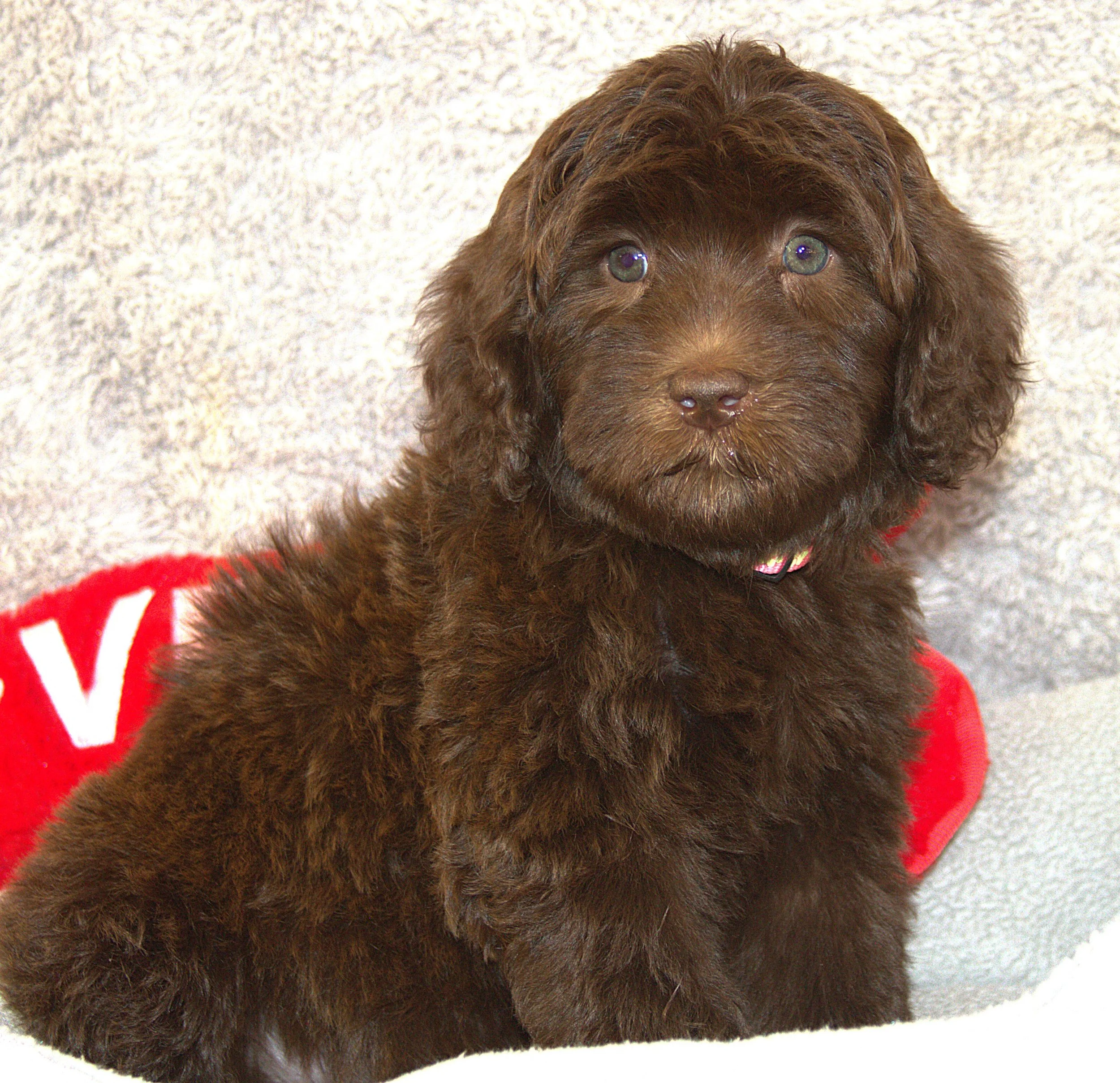 IMG_9790  Angelina sit 5.jpg