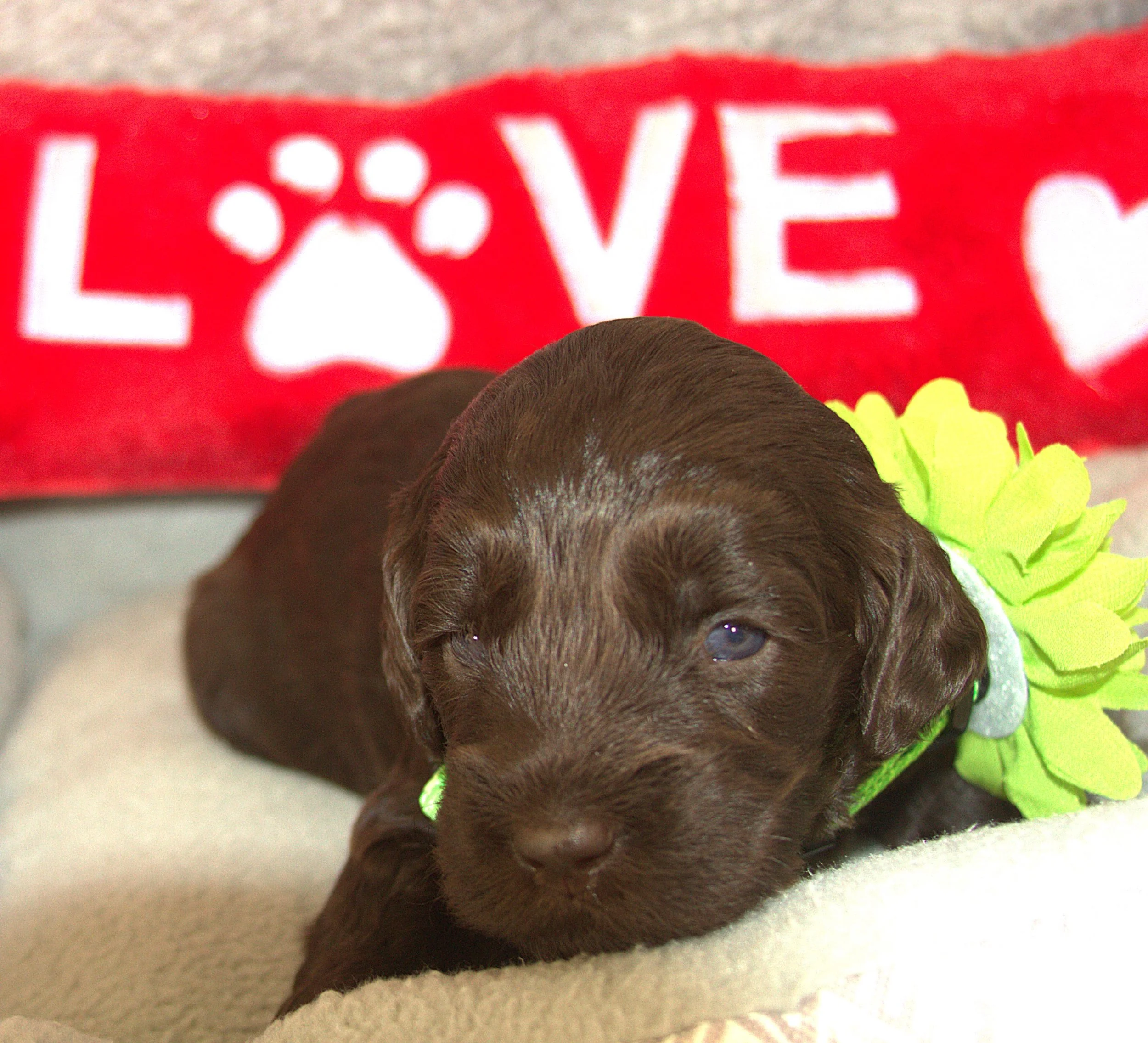 IMG_9576 - Copy sofia.jpg