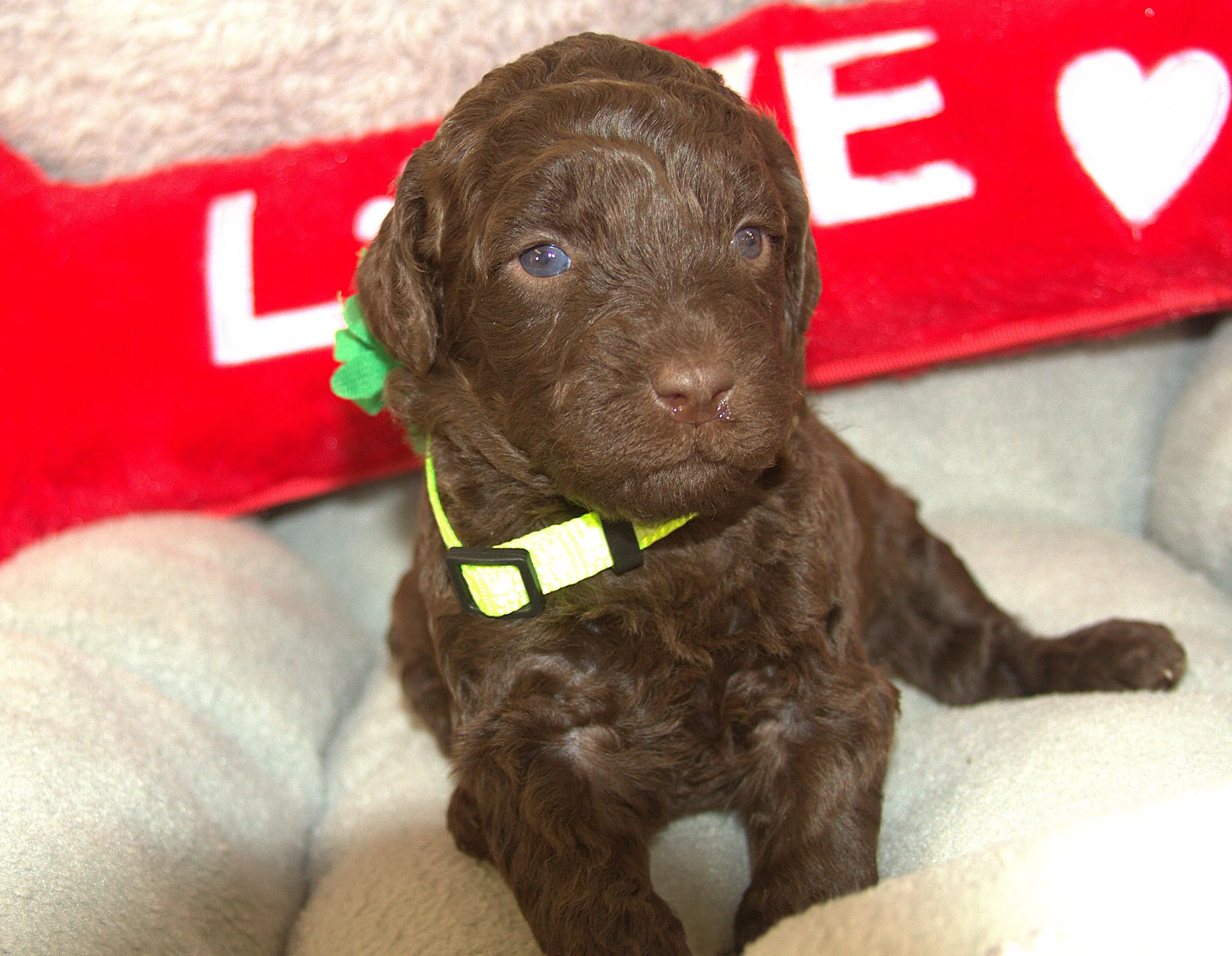 IMG_9486 - Copy  Gal Gadot 2.jpg