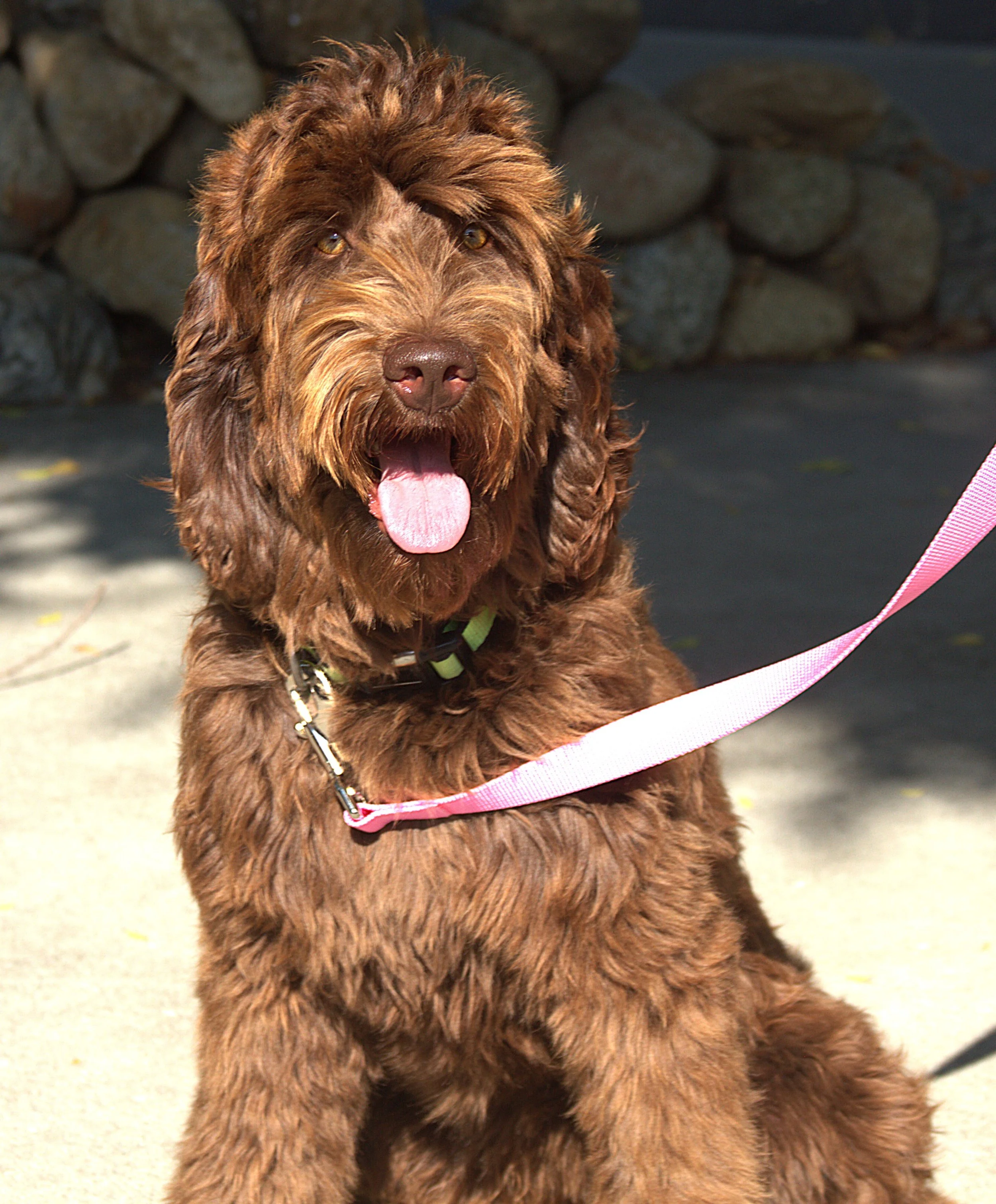 IMG_9065  Athena sit1.jpg