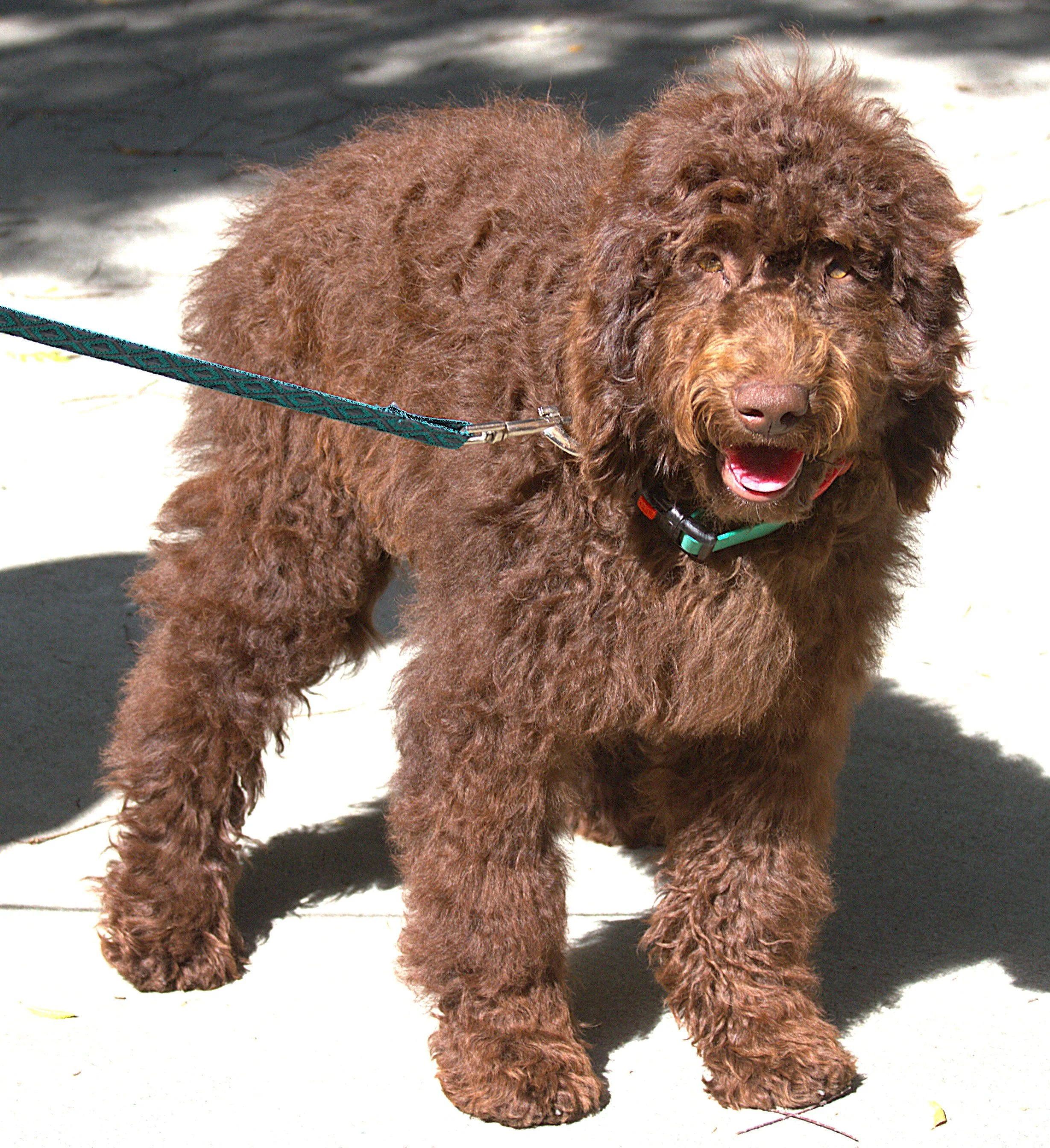 Houston- Fully socialized and house-trained lives inside with us! DOB 02/092024 Jada and White Tie Affaire's- (Ty) Litter Chocolate Cream- Latte Medium 19 inches 38 pounds- $6,500